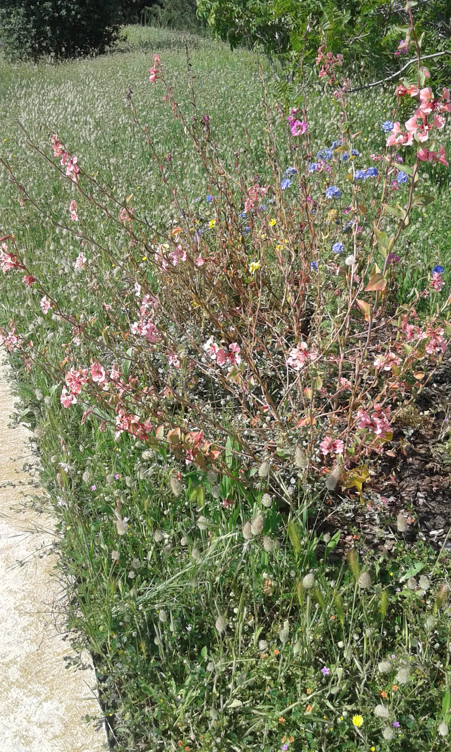 Mountain Garland, Clarkia (Clarkia Unguiculata) — it is celebrated for its tall; commonly referred to as Clarkia unguiculata