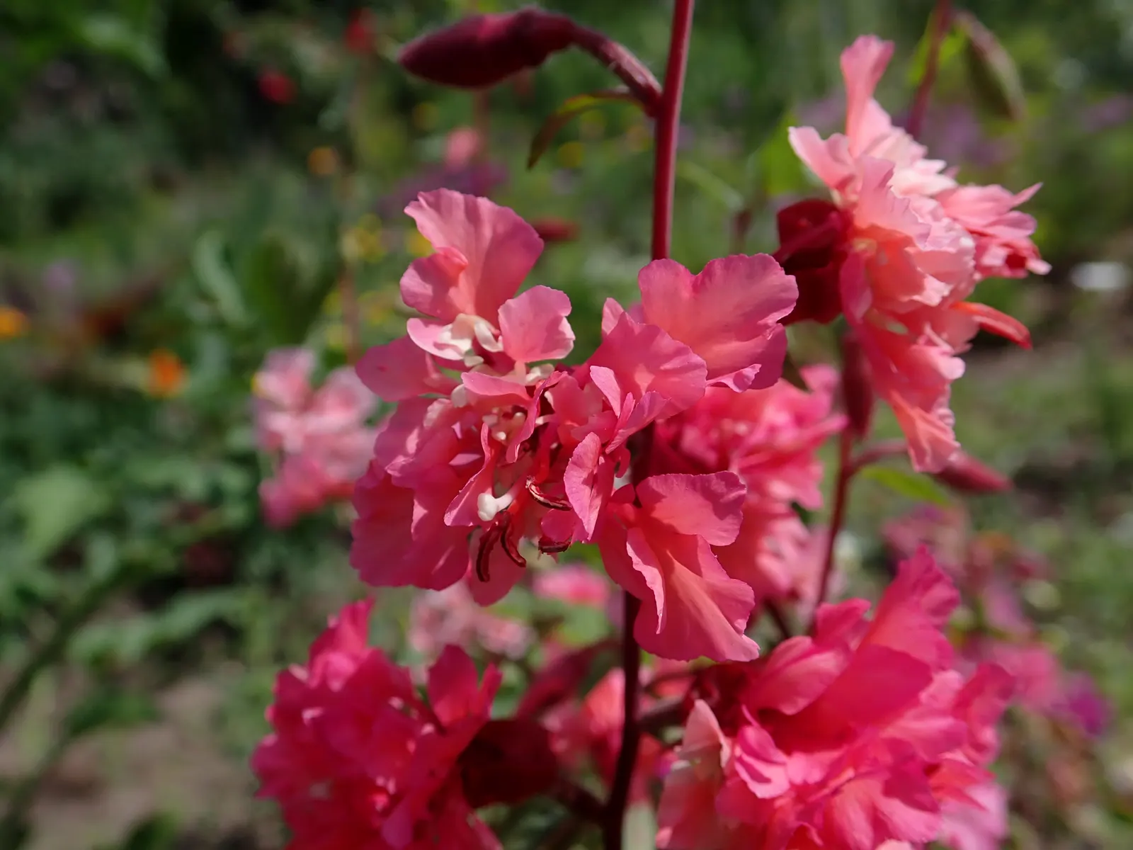 Mountain Garland, Clarkia (Clarkia Unguiculata) — Space 8-12 inches apart for a dense, eye-catching display, image 32