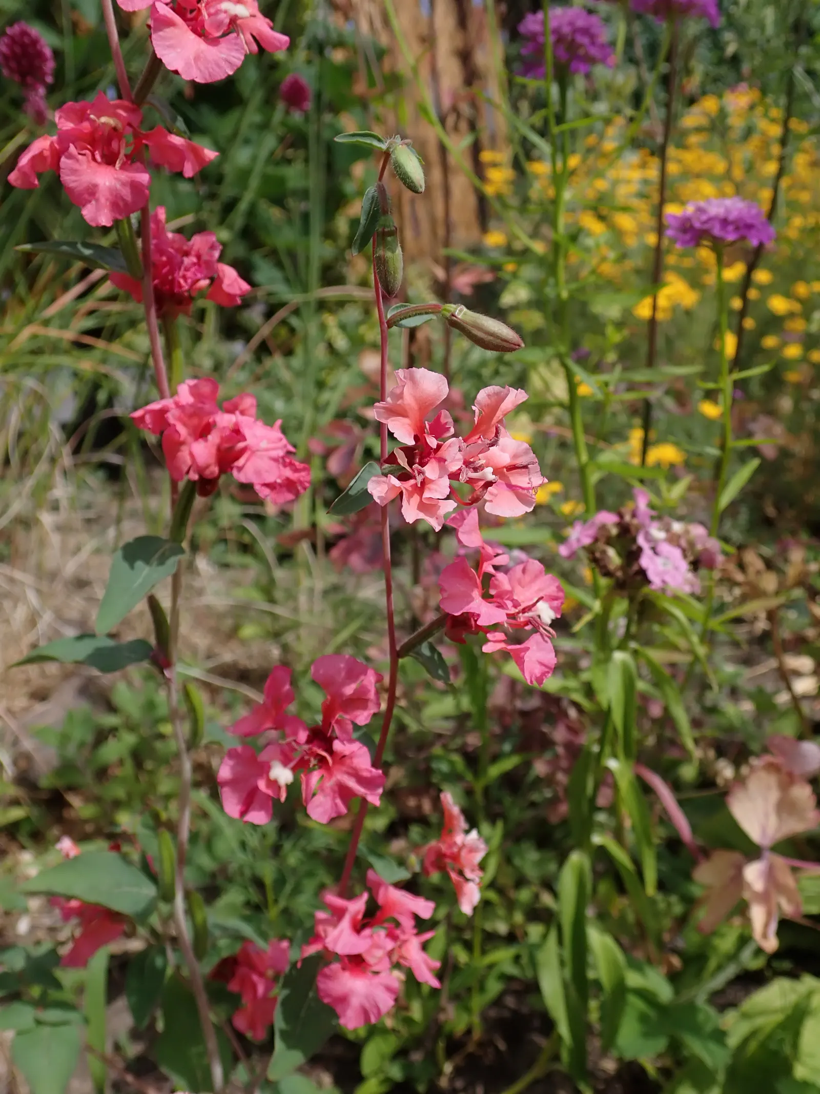 Mountain Garland, Clarkia (Clarkia Unguiculata) — Its upright growth habit is complemented by lance-shaped leaves; making it a versatile component of the