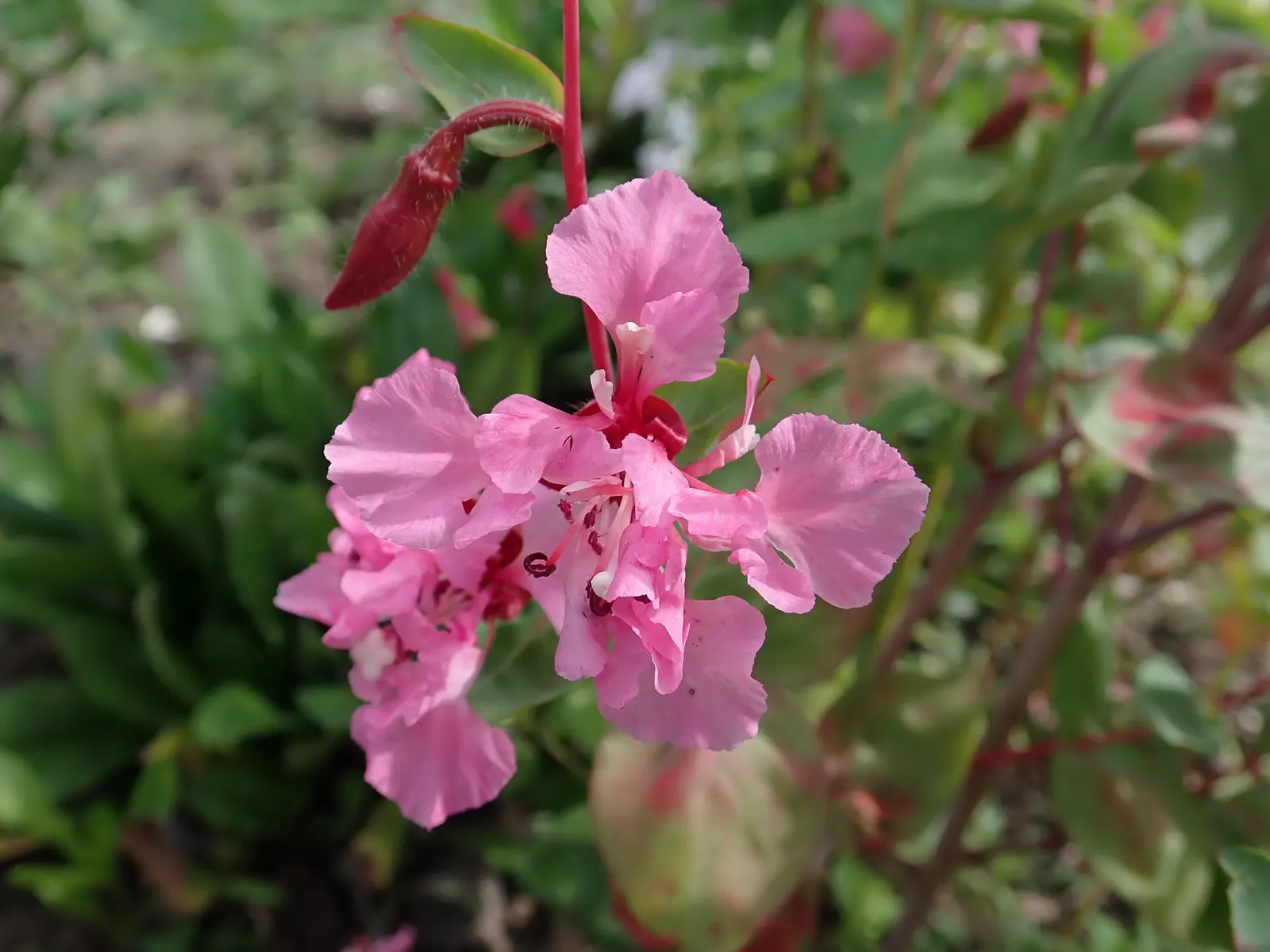 Mountain Garland, Clarkia (Clarkia Unguiculata) — it is celebrated for its tall