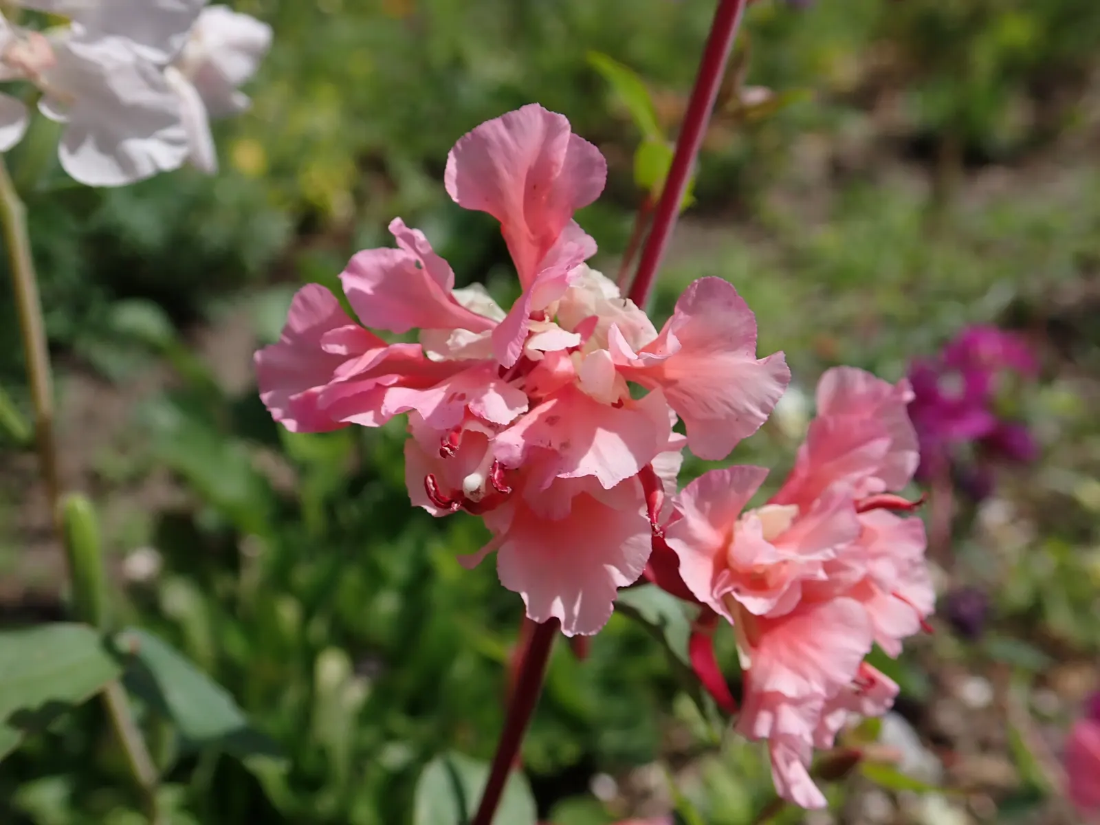 Mountain Garland, Clarkia (Clarkia Unguiculata) — Blooming from late spring to summer, it adds a splash of color to wildflower meadows and casual borders