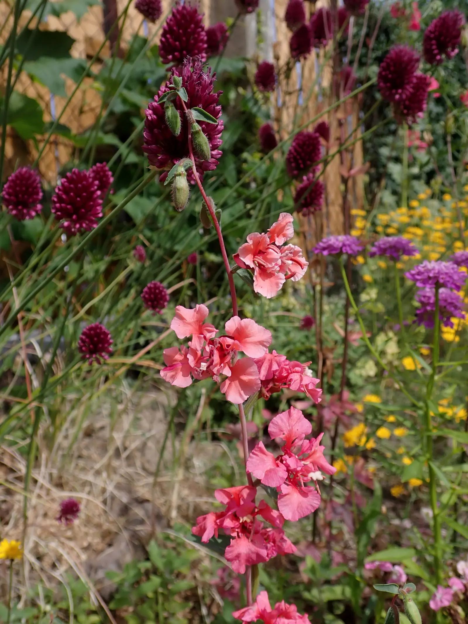 Mountain Garland, Clarkia (Clarkia Unguiculata) — pink flowers in the garden; measuring approximately 1 to 1.5 inches in diameter