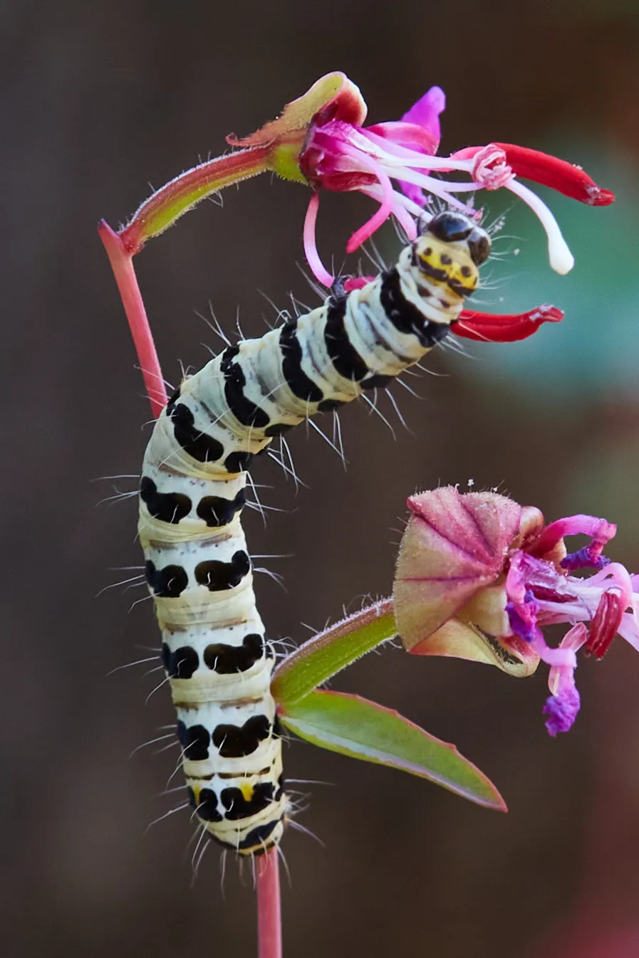Mountain Garland, Clarkia (Clarkia Unguiculata) — making it a versatile component of the garden palette