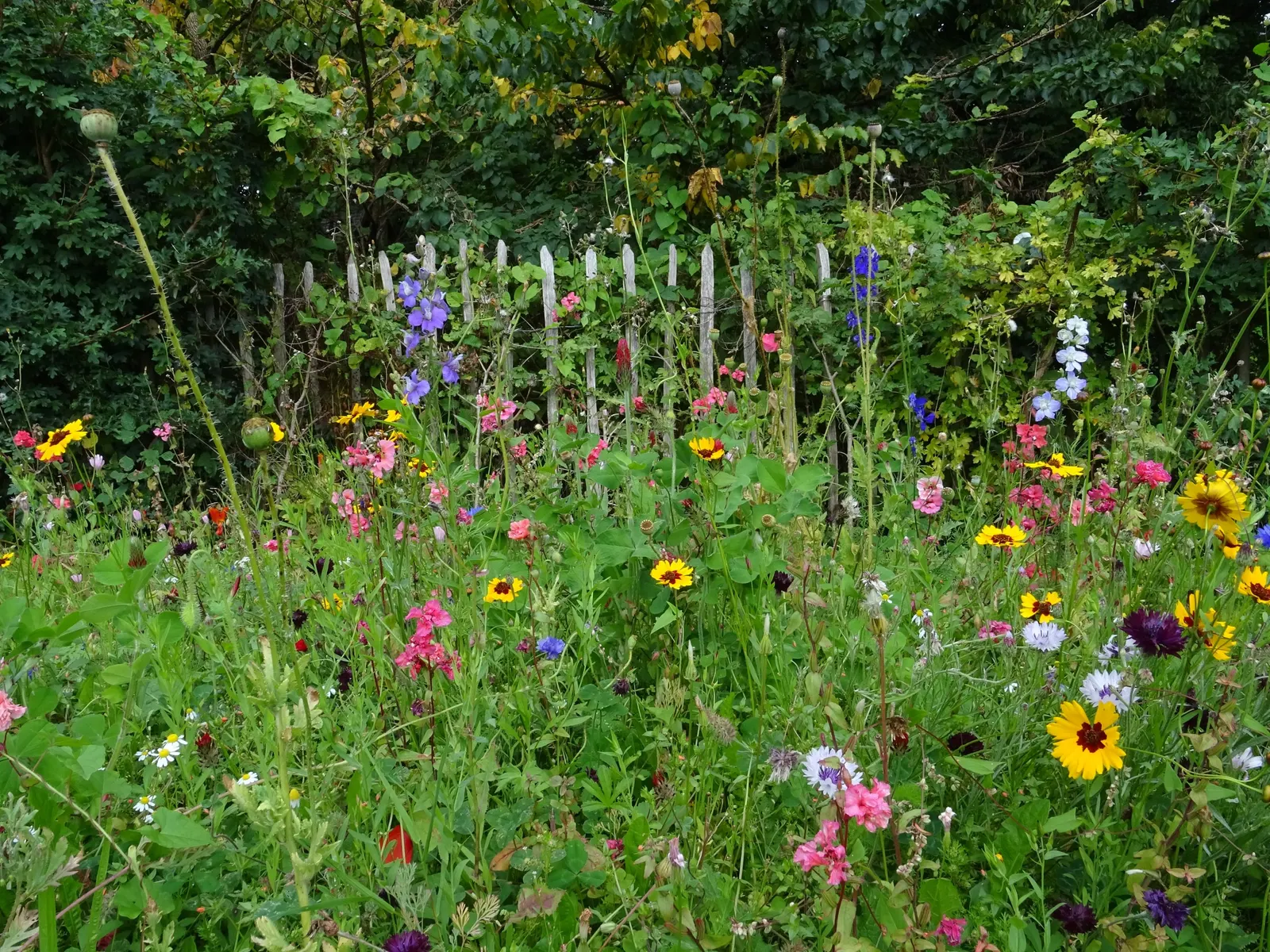 Mountain Garland, Clarkia (Clarkia Unguiculata) — measuring approximately 1 to 1.5 inches in diameter