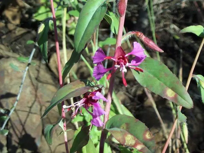 Mountain Garland, Clarkia (Clarkia Unguiculata) — commonly referred to as Clarkia unguiculata