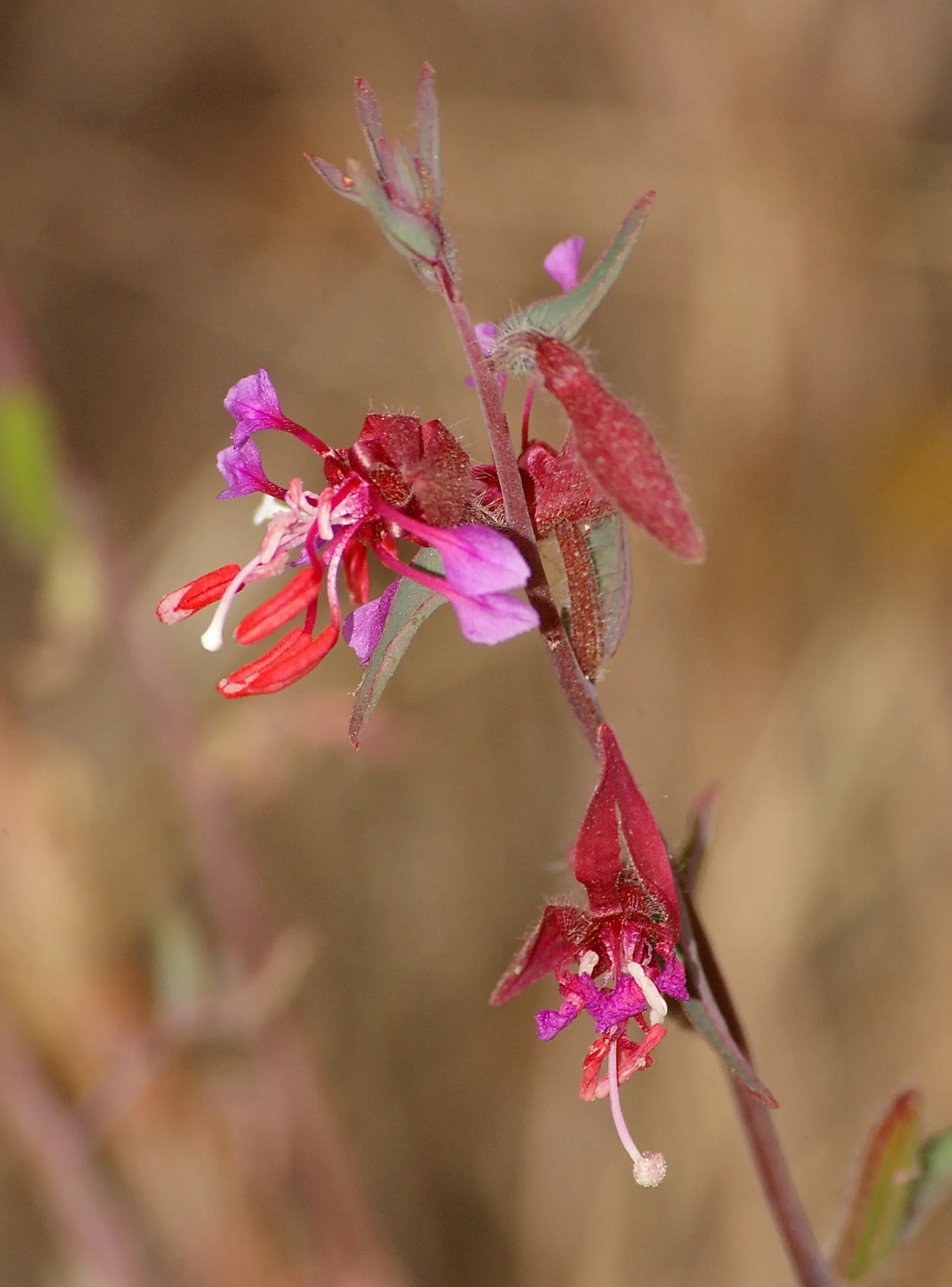 Mountain Garland, Clarkia (Clarkia Unguiculata) — annual with pink blooms; catering to low-maintenance landscape aspirations