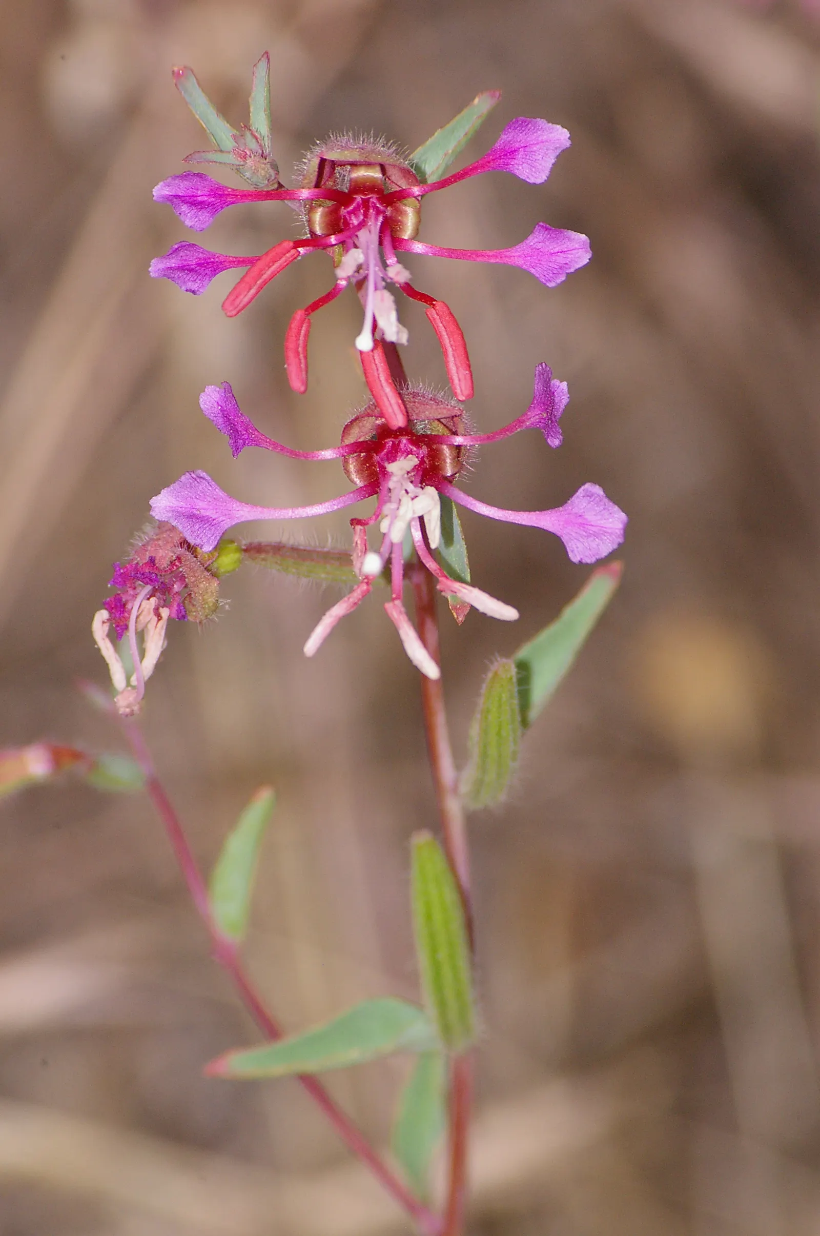 Mountain Garland, Clarkia (Clarkia Unguiculata) — and wildflower meadows where it can naturalize and enhance biodiversity; exhibits drought tolerance