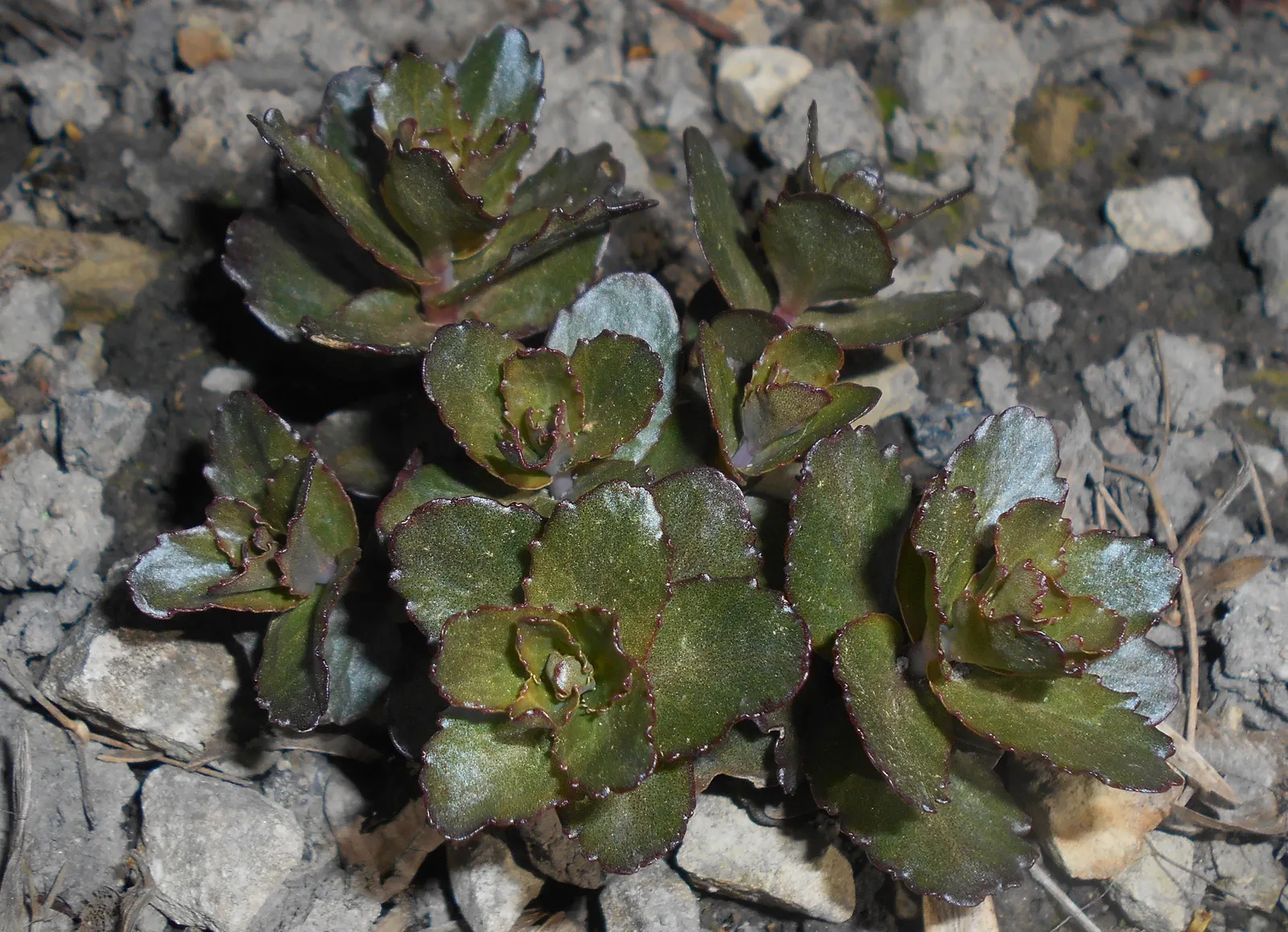 Orbit Bronze Stonecrop (Sedum 'Orbit Bronze') — The Sedum 'Orbit Bronze,' or Orbit Bronze Stonecrop