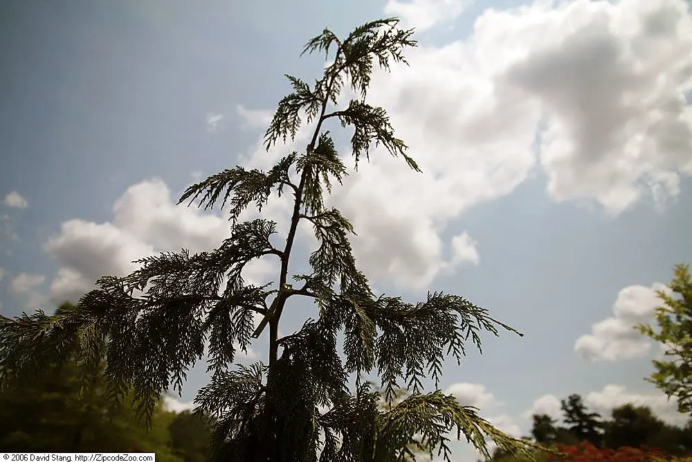 Weeping Alaskan Yellow Cedar (Chamaecyparis Nootkatensis 'Green Arrow') — reaching an eventual height of approximately 20 to 25 feet