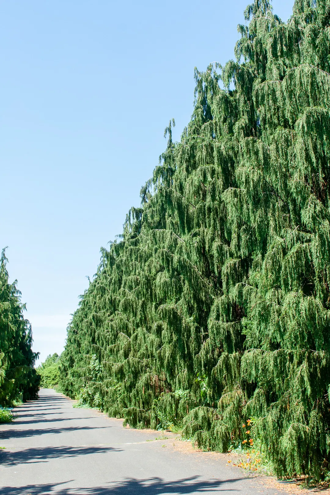 Weeping Alaskan Yellow Cedar (Chamaecyparis Nootkatensis 'Green Arrow') — it thrives in full sun to part shade and prefers moist