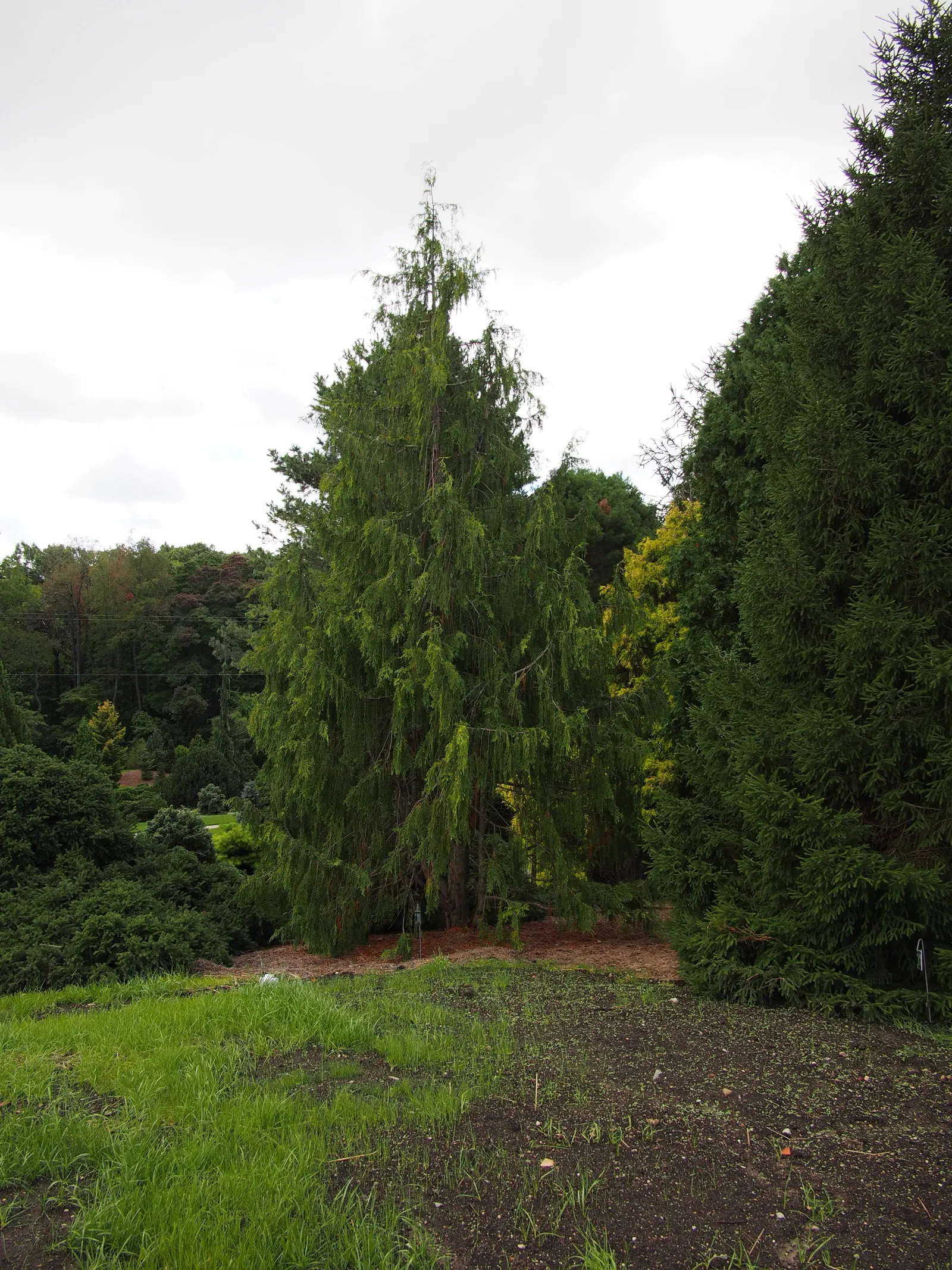Weeping Alaskan Yellow Cedar (Chamaecyparis Nootkatensis 'Green Arrow') — reaching up to 25 feet in height while maintaining a svelte 3 feet width