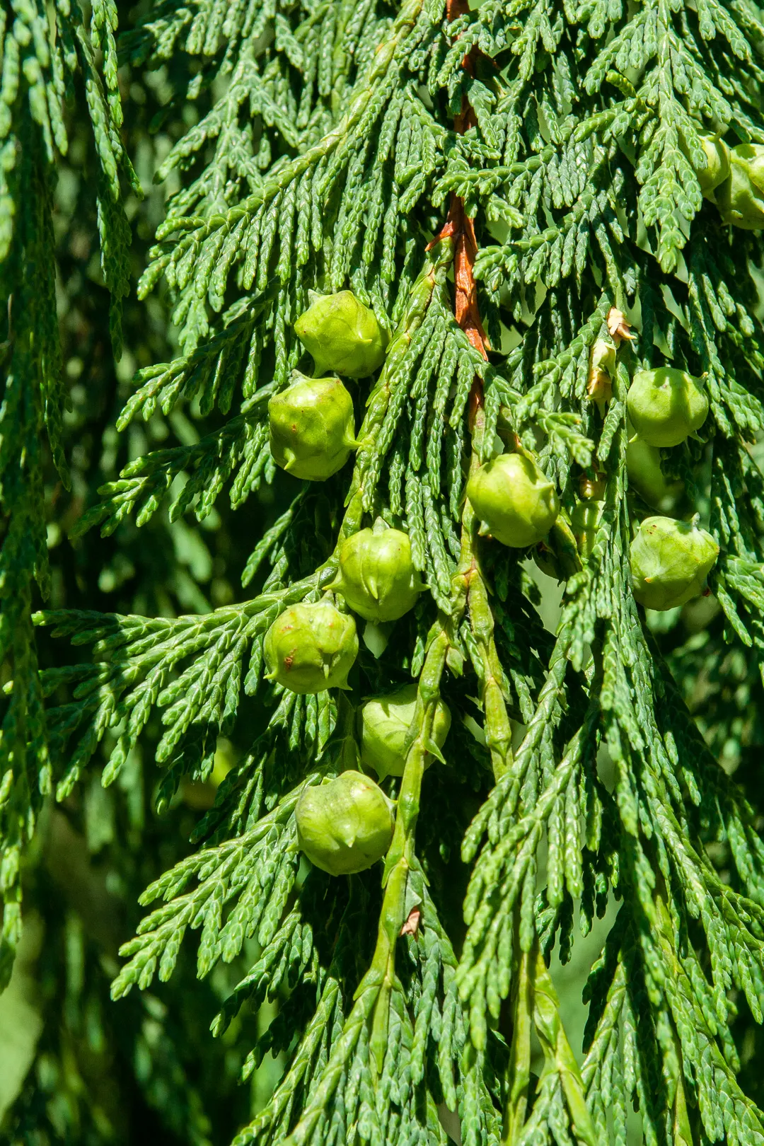 Weeping Alaskan Yellow Cedar (Chamaecyparis Nootkatensis 'Green Arrow') — Its pendulous branches, cloaked in dark green foliage, elegantly droop, providing