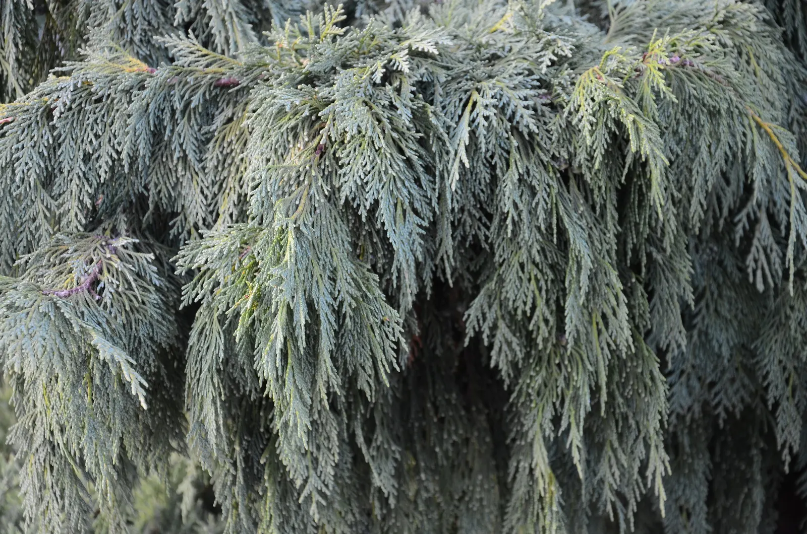 Weeping Alaskan Yellow Cedar (Chamaecyparis Nootkatensis 'Green Arrow') — columnar form matures gracefully