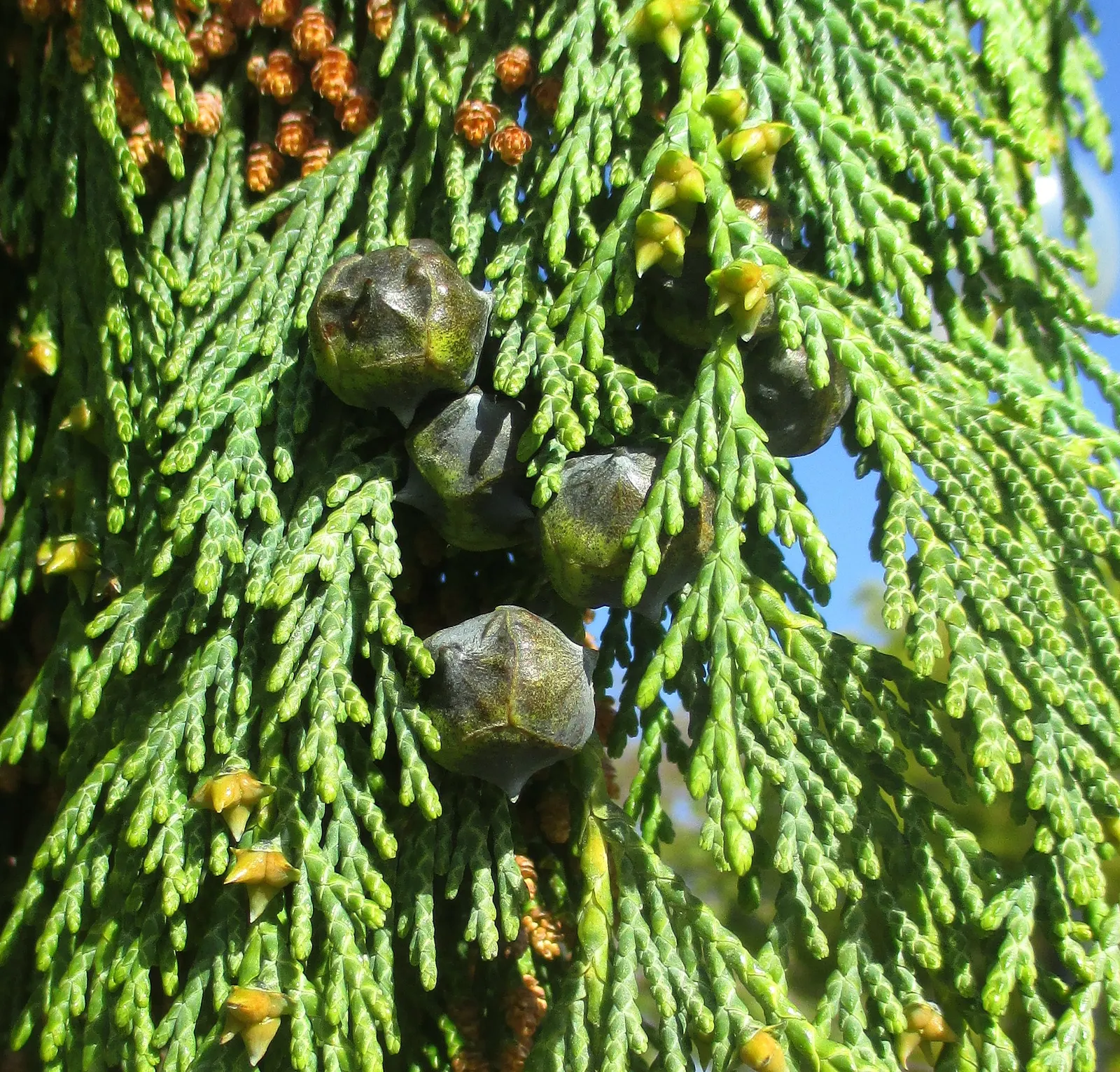 Weeping Alaskan Yellow Cedar (Chamaecyparis Nootkatensis 'Green Arrow') — making it an exquisite accent for confined spaces or as a privacy screen
