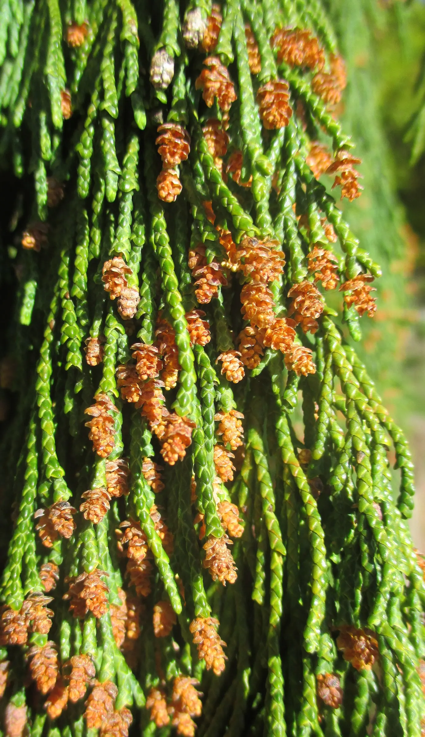 Weeping Alaskan Yellow Cedar (Chamaecyparis Nootkatensis 'Green Arrow') — is a captivating conifer that presents both elegance and vertical interest to any
