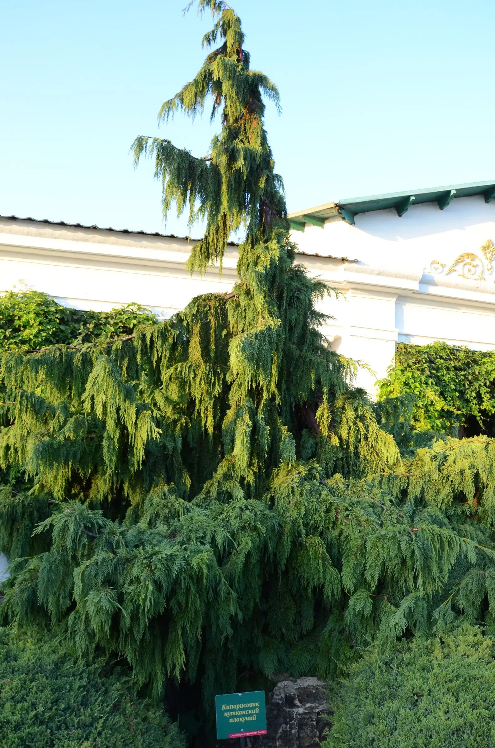 Weeping Alaskan Yellow Cedar (Chamaecyparis Nootkatensis 'Green Arrow') — The 'Green Arrow' Weeping Alaskan Yellow Cedar (Chamaecyparis nootkatensis) boasts a