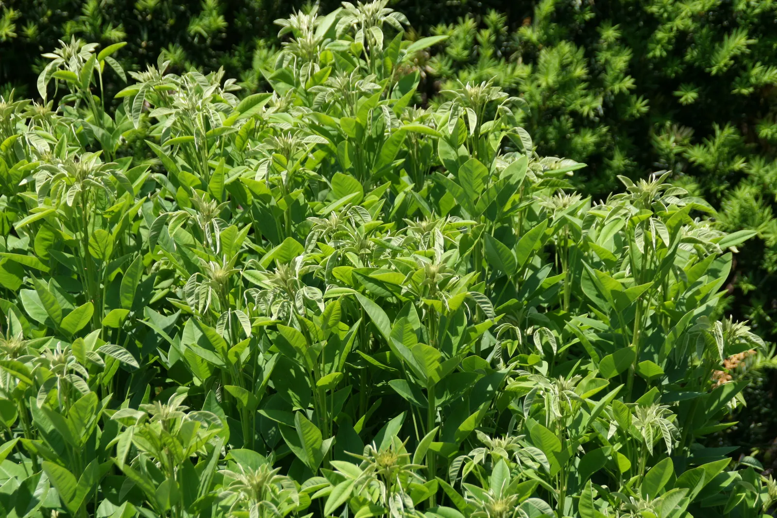 White Bush Clover Or Lespedeza (Lespedeza Thunbergii 'Alba') — commonly known as White Bush Clover