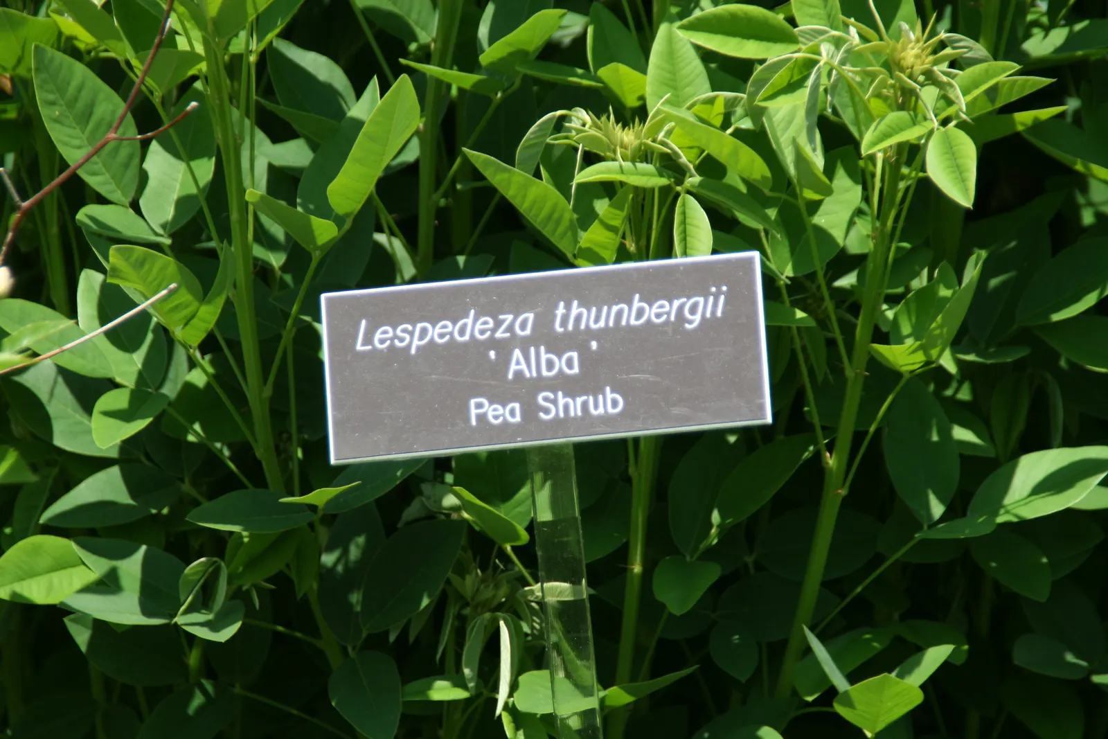 White Bush Clover Or Lespedeza (Lespedeza Thunbergii 'Alba') — is a deciduous shrub boasting graceful