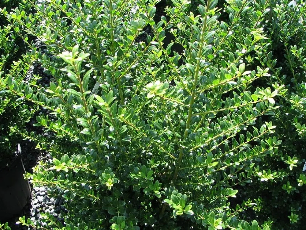 Steeds Upright Holly (Ilex Crenata 'Steeds') — dark-green leaves provide year-round interest