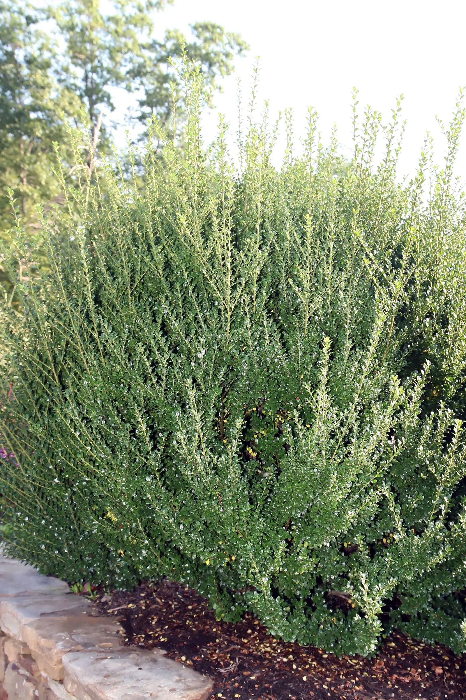 Steeds Upright Holly (Ilex Crenata 'Steeds') — commonly called Steeds Upright Holly