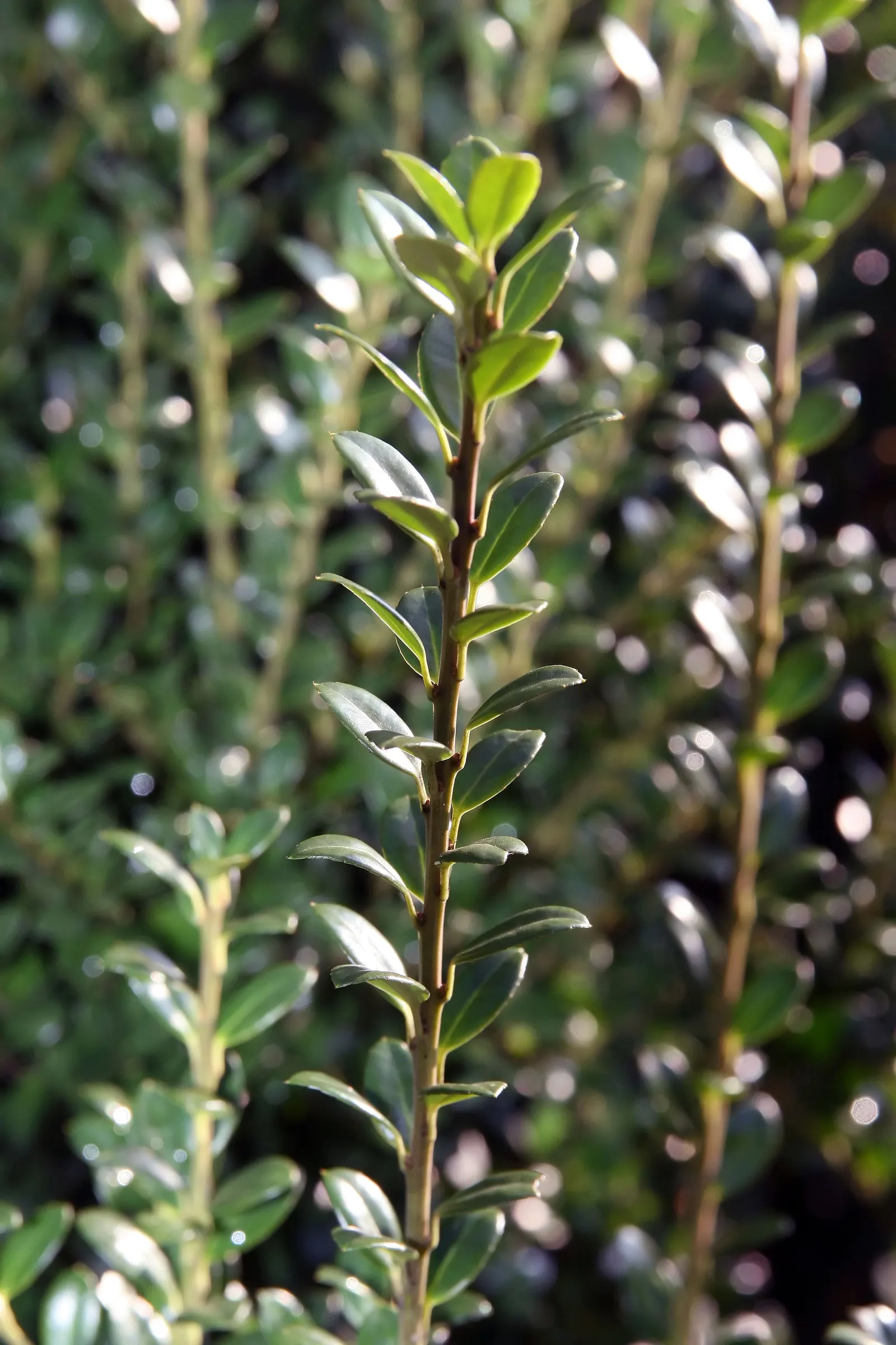 Steeds Upright Holly (Ilex Crenata 'Steeds') — is an evergreen shrub with a naturally pyramidal form reaching 6-8 feet in height and 3-4 feet in width