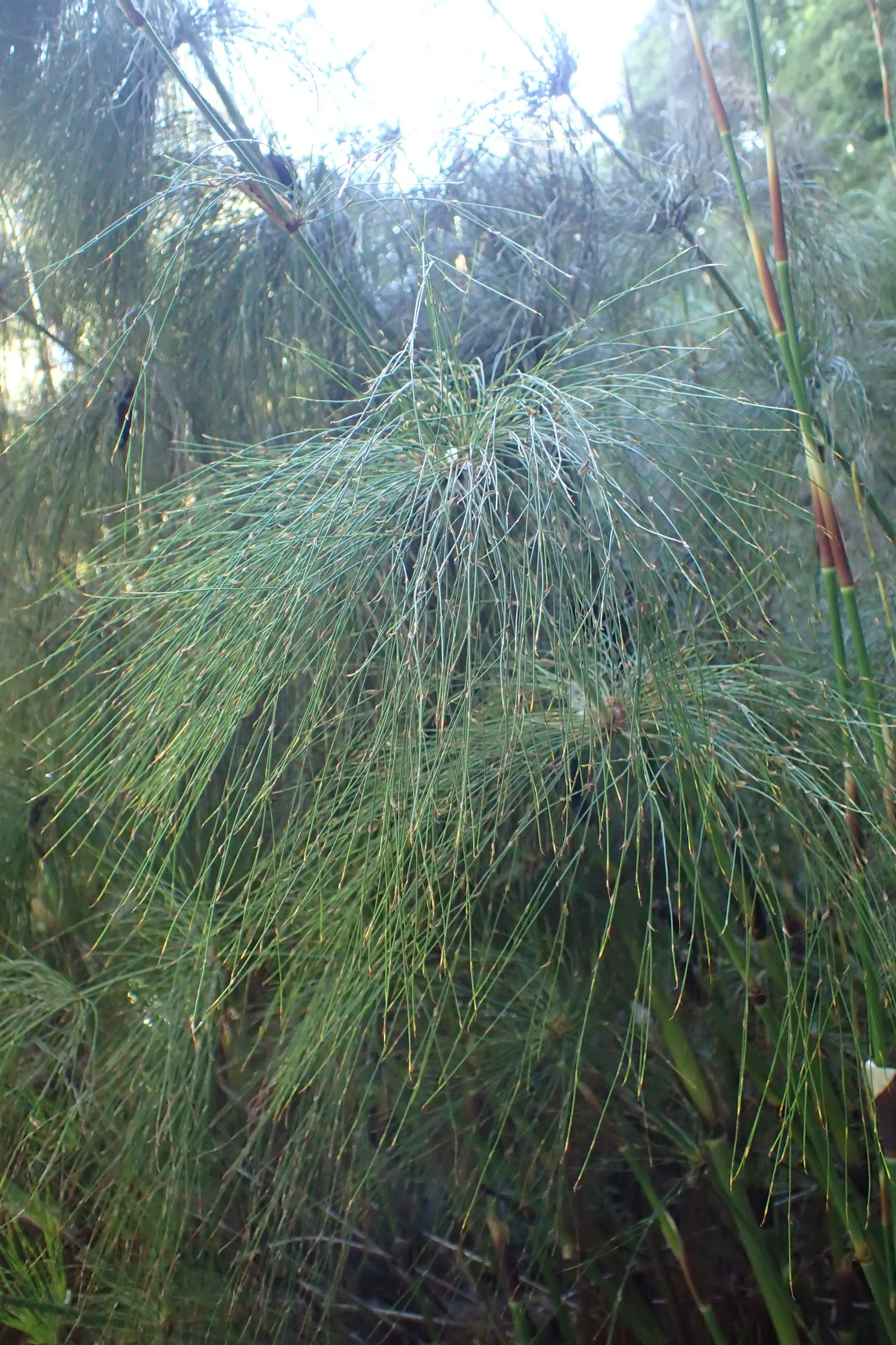 Horsetail Restio (Elegia Capensis) — The Horsetail Restio, Elegia capensis, is a striking, evergreen perennial native to South Africa