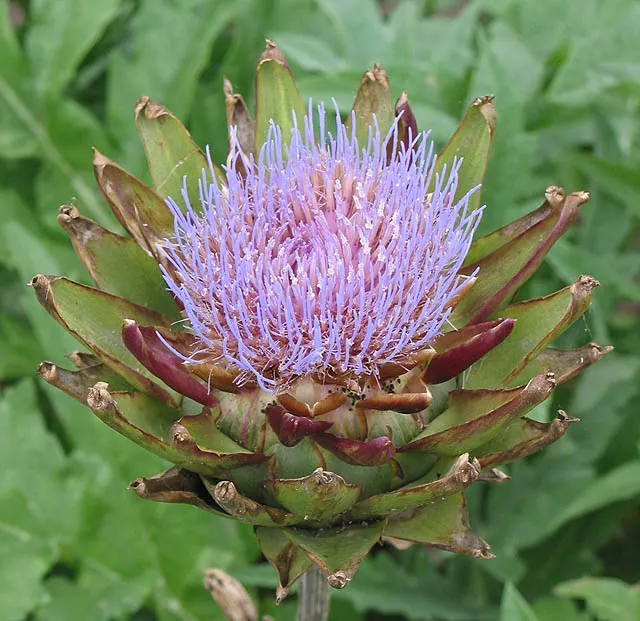Artichoke (Cynara Scolymus) — with a fascinating texture that adds a visual appeal throughout the growing season; artichoke (Cynara scolymus) thrives in USDA
