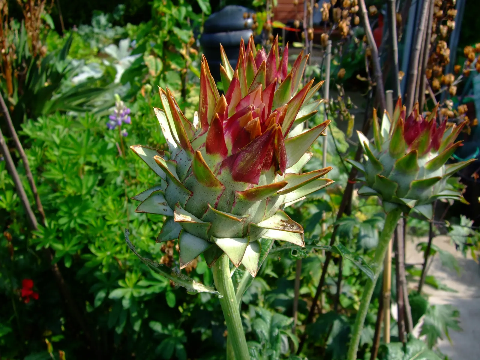 Artichoke (Cynara Scolymus) — boasting a striking structure of up to 4 feet in height and 6 feet in width; the Artichoke's true highlight is its, image 90