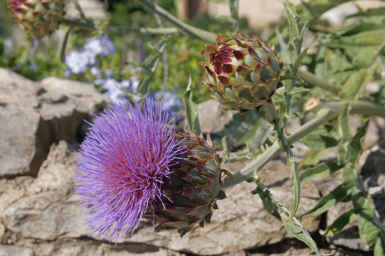 Artichoke (Cynara Scolymus) — fertile soil with consistent moisture; is a perennial thistle originating from the Mediterranean, image 80