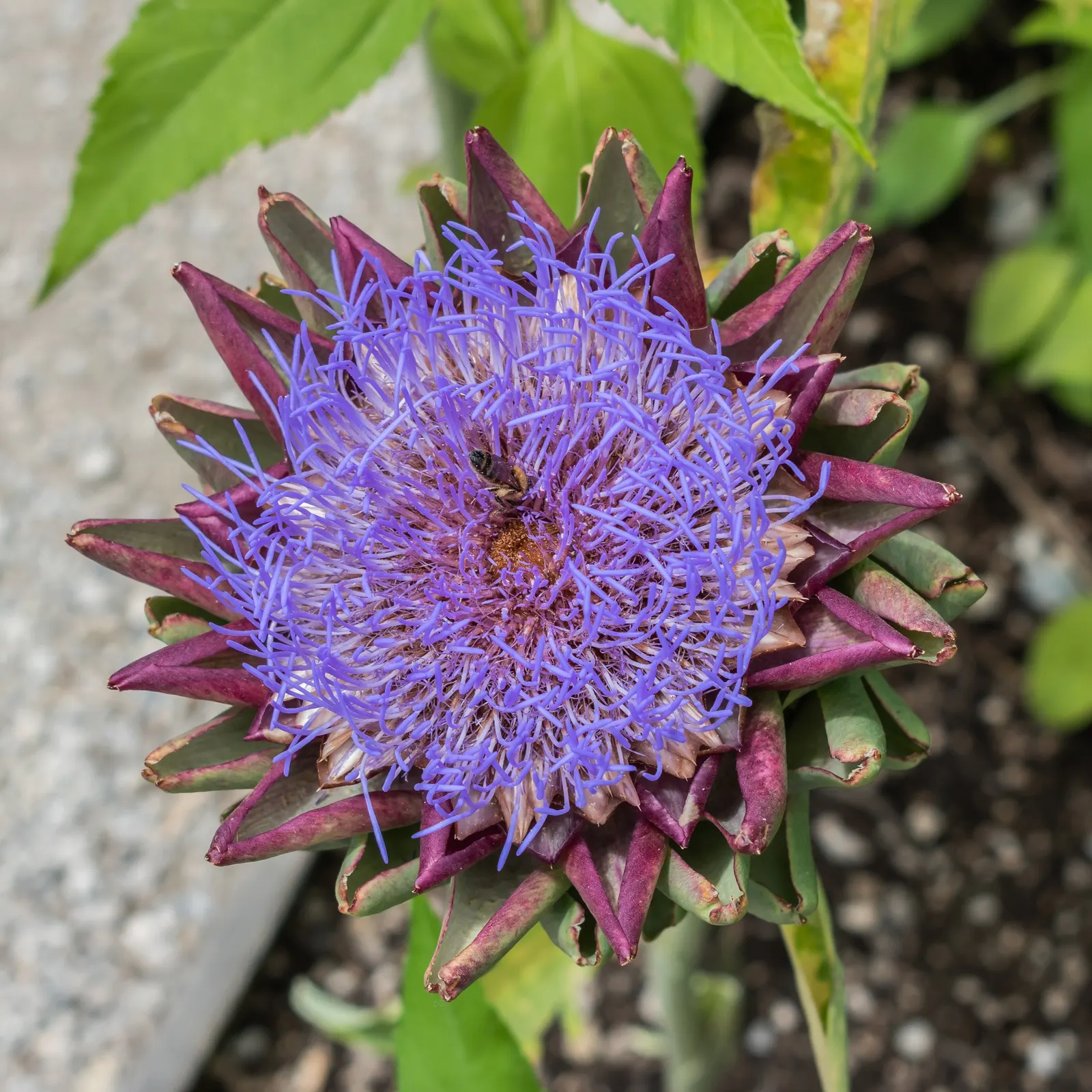Artichoke (Cynara Scolymus) — Flourishing in full sun with well-drained soil, it doubles as a culinary delight and ornamental specimen; this, image 92