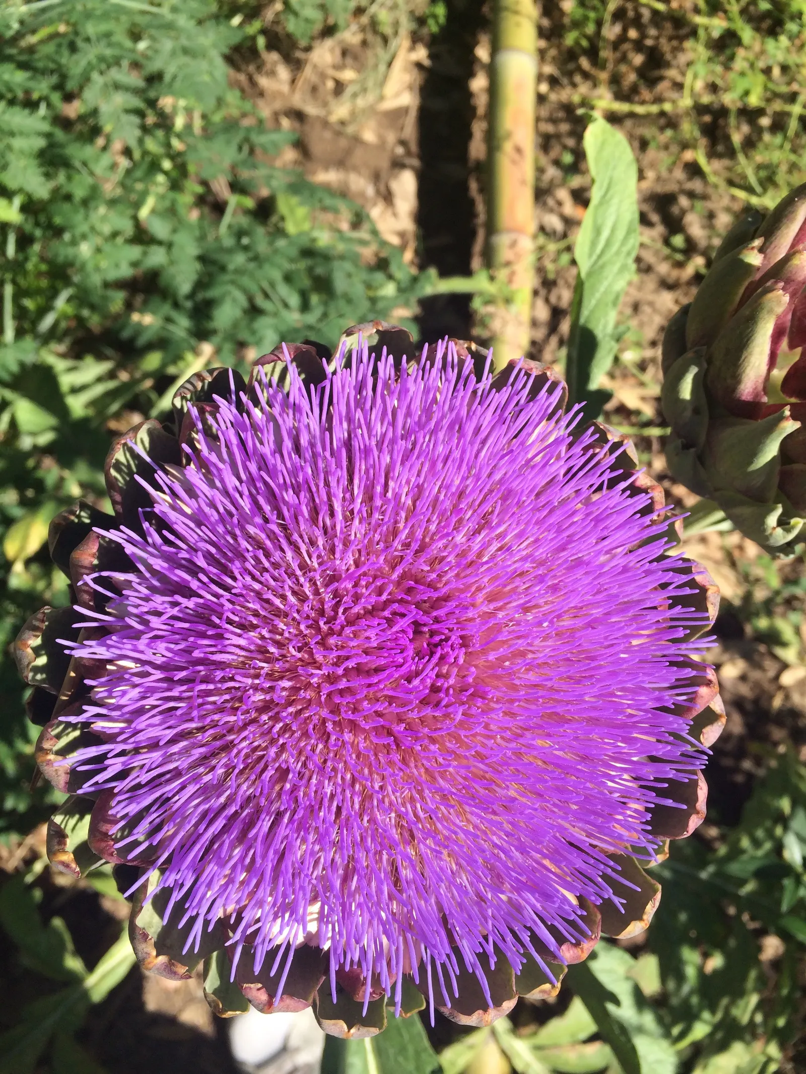 Artichoke (Cynara Scolymus) — Artichoke (Cynara scolymus) thrives in USDA zones 7-11; flourishing in full sun with well-drained soil, it doubles as, image 45