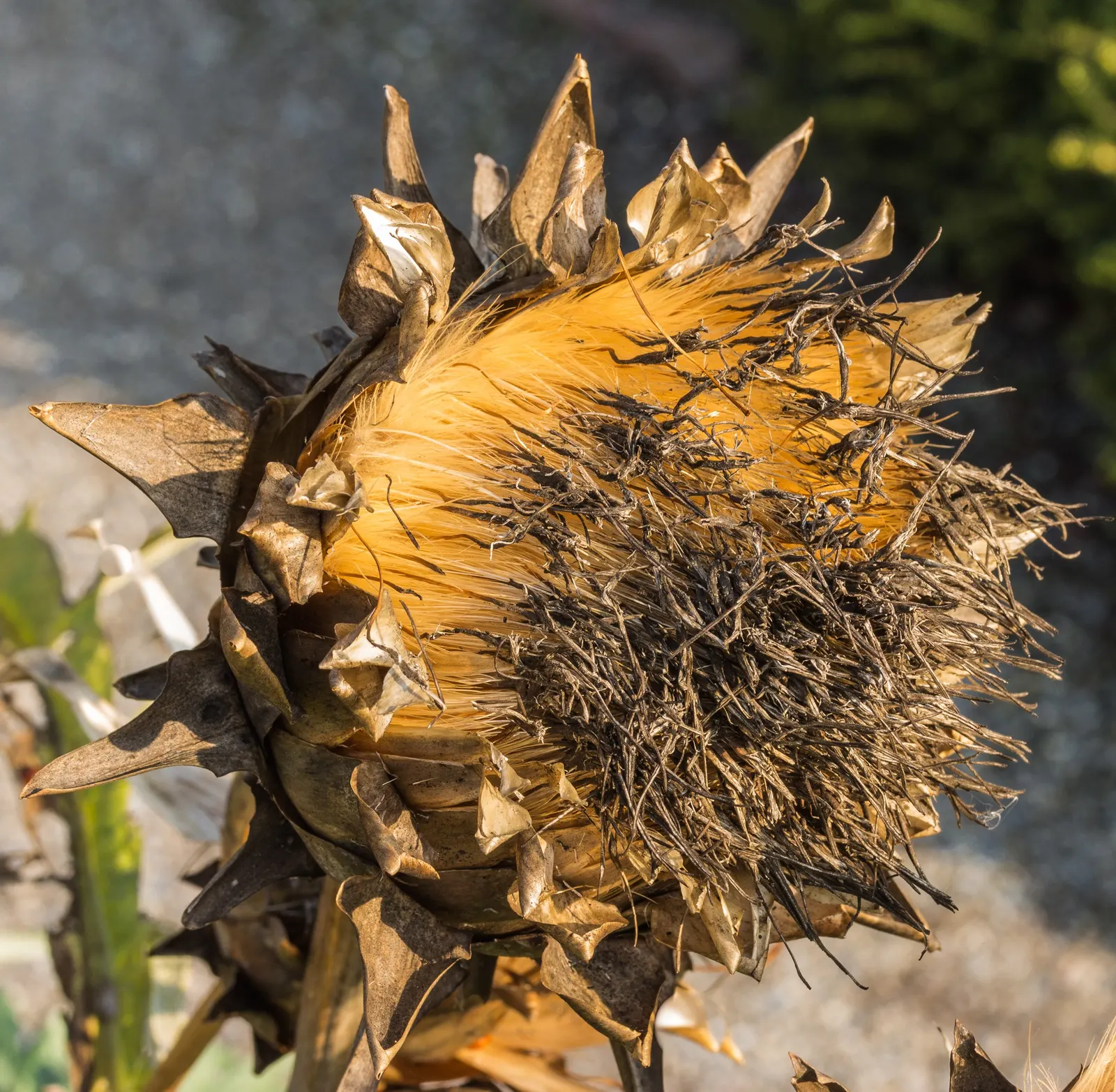 Artichoke (Cynara Scolymus) — These buds are large, globular, and can measure up to 6 inches in diameter, with an alluring purple tint