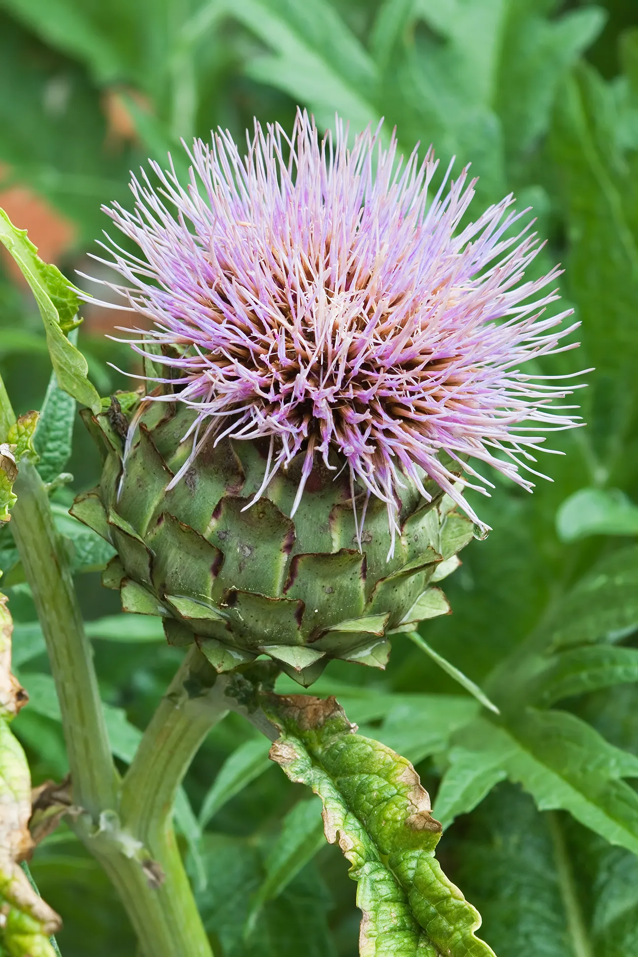 Artichoke (Cynara Scolymus) — providing both delicious harvests and an impressive focal point; scientifically designated as Cynara scolymus, image 83
