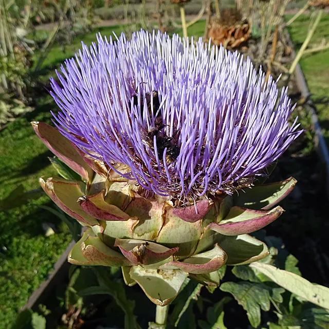 Artichoke (Cynara Scolymus) — spanning up to 2 to 3 feet in length; artichokes can serve as a dual-purpose crop, image 75