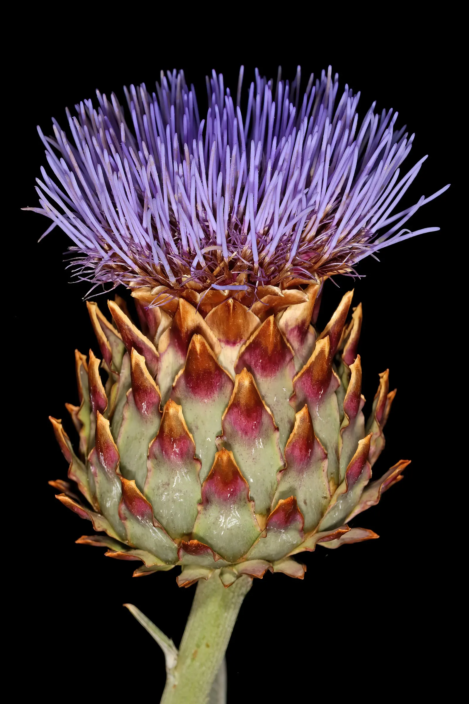 Artichoke (Cynara Scolymus) — purple flowers in the garden; provide ample space to accommodate its growth for a dramatic, edible display in your garden design