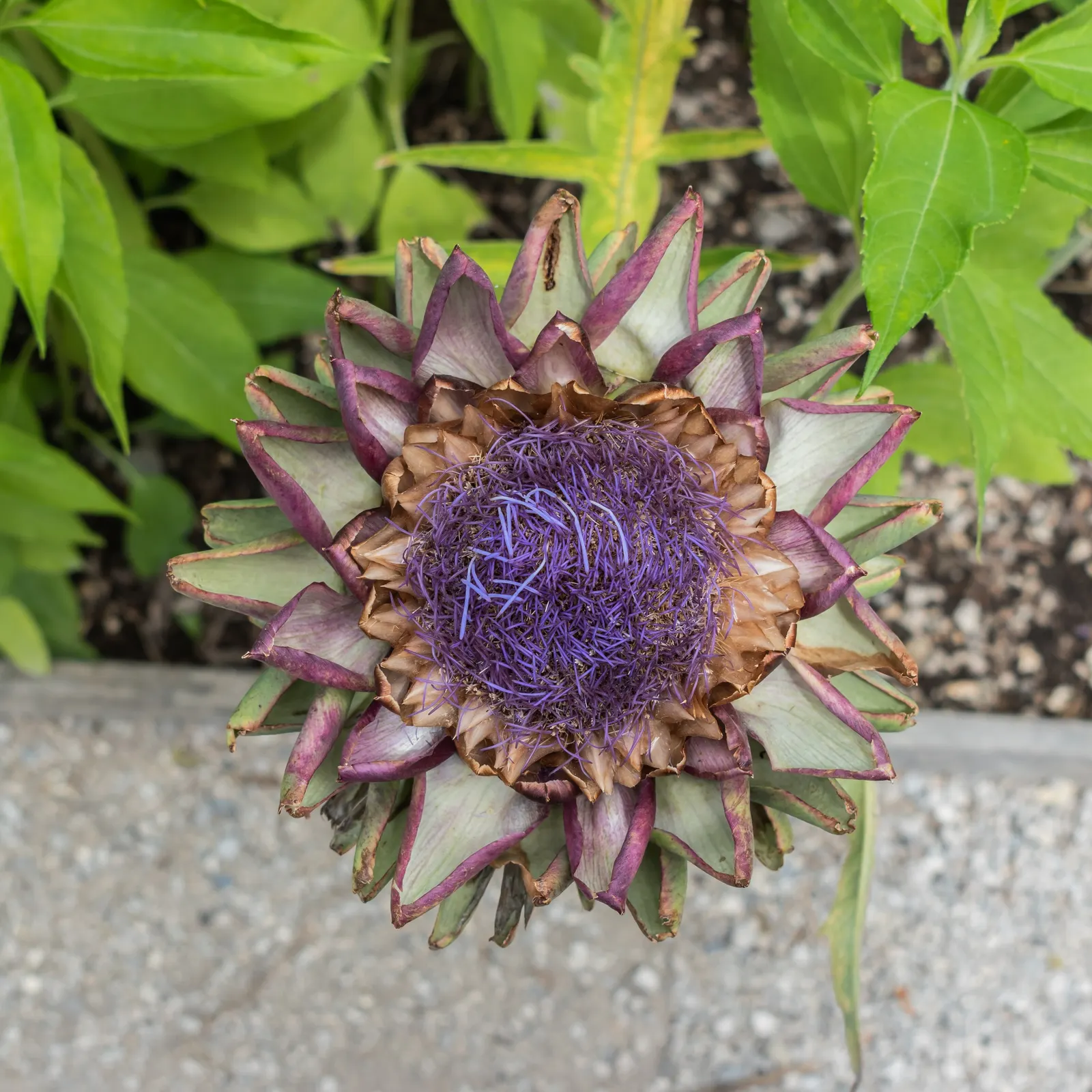 Artichoke (Cynara Scolymus) — purple flowers in the garden; provide ample space to accommodate its growth for a dramatic, edible display in your, image 86