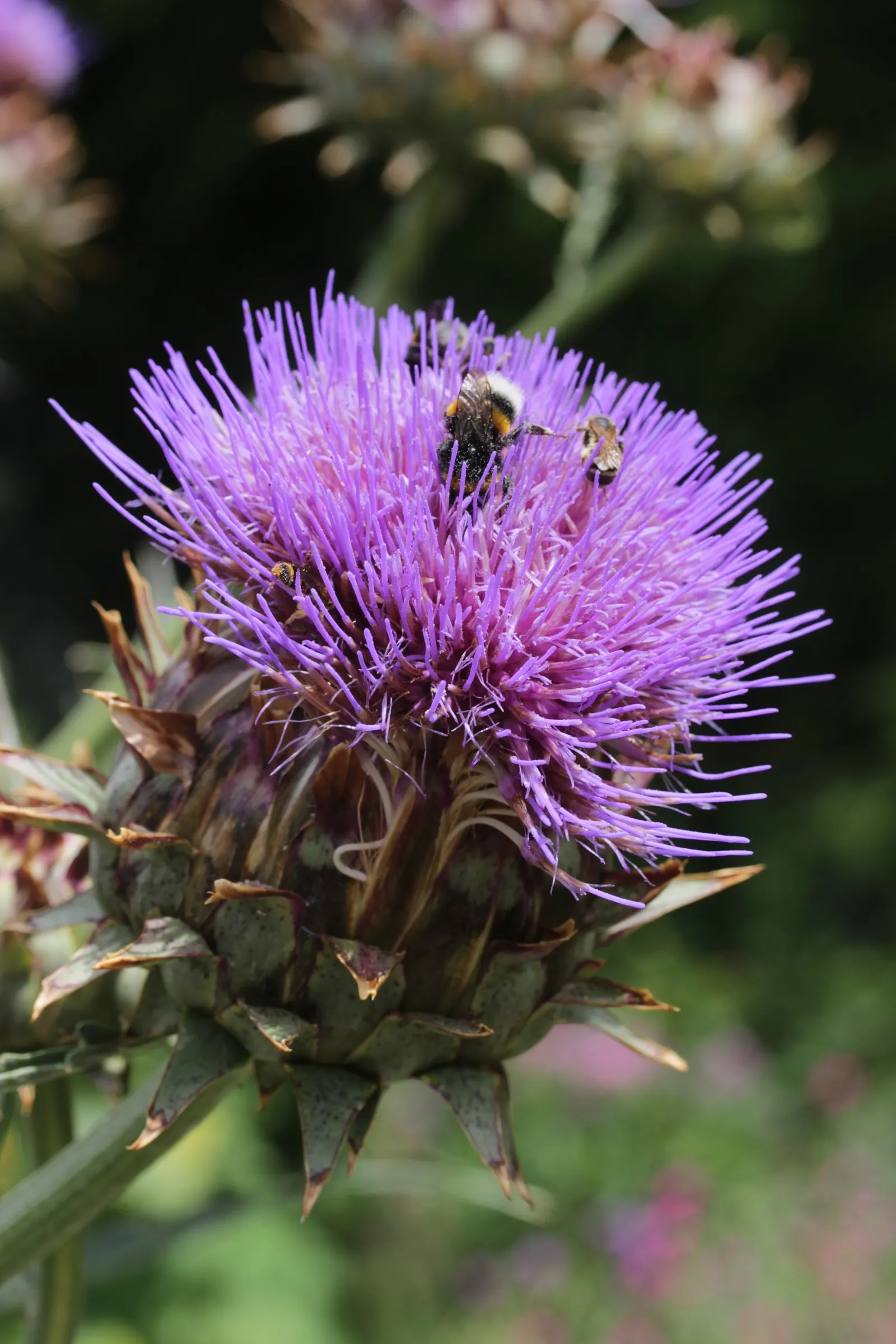 Artichoke (Cynara Scolymus) — Provide ample space to accommodate its growth for a dramatic, edible display in your garden design