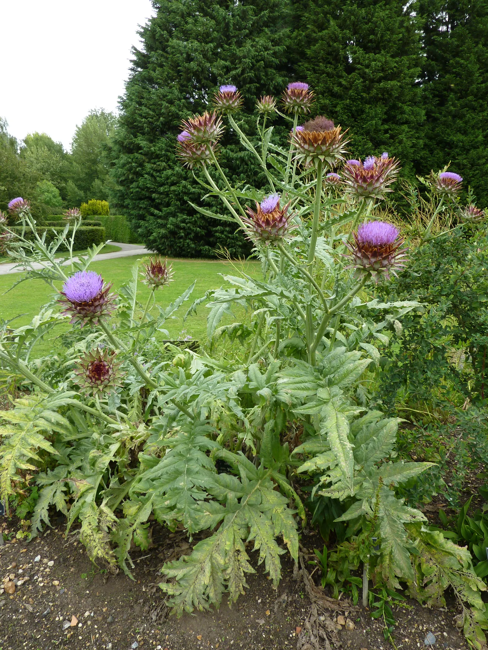 Artichoke (Cynara Scolymus) — Artichoke (Cynara scolymus) thrives in USDA zones 7-11; flourishing in full sun with well-drained soil, it doubles as a culinary