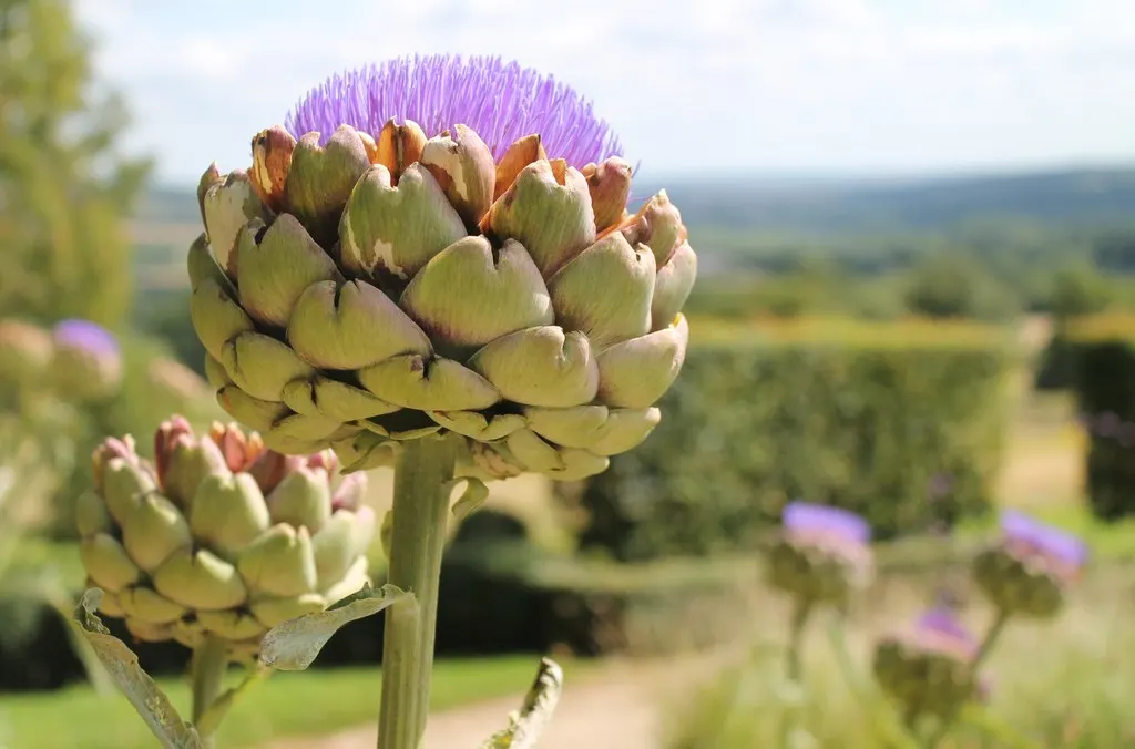 Artichoke (Cynara Scolymus) — These buds are large, globular, and can measure up to 6 inches in diameter, with an alluring purple tint; it is, image 56