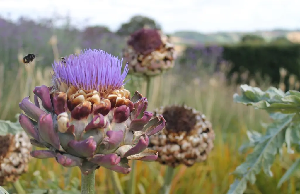Artichoke (Cynara Scolymus) — boasting a striking structure of up to 4 feet in height and 6 feet in width; the Artichoke's true highlight is its flower buds