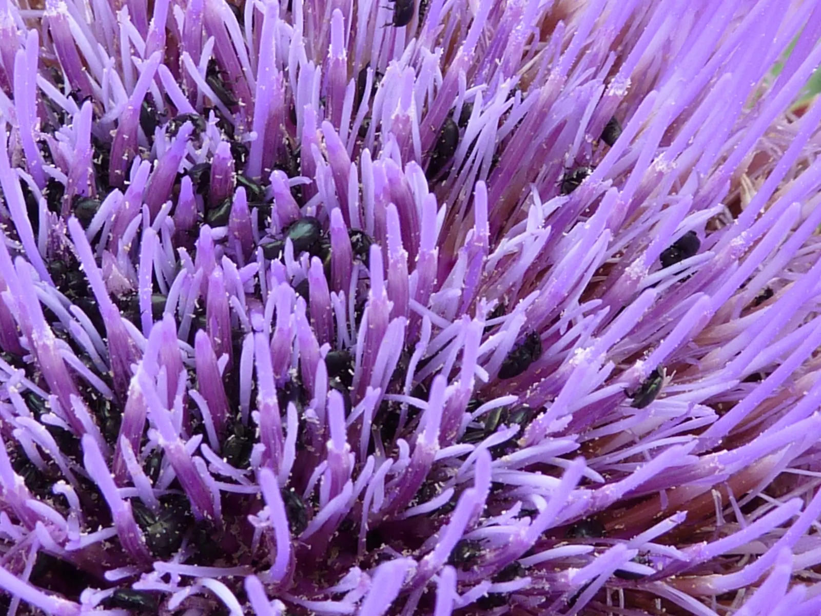 Artichoke (Cynara Scolymus) — The Artichoke's true highlight is its flower buds, from which the edible artichokes are derived; it typically reaches, image 55