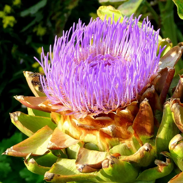 Artichoke (Cynara Scolymus) — scientifically designated as Cynara scolymus; providing both delicious harvests and an impressive focal point, image 94