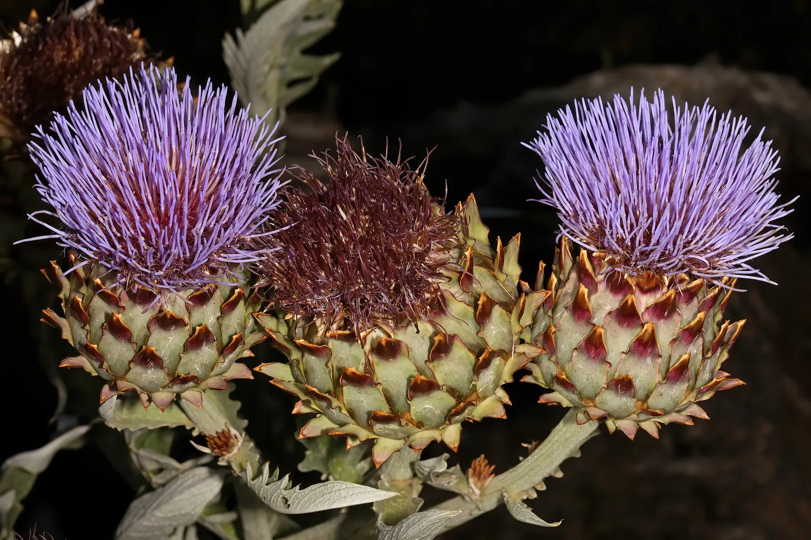 Artichoke (Cynara Scolymus) — perennial / vegetable for full