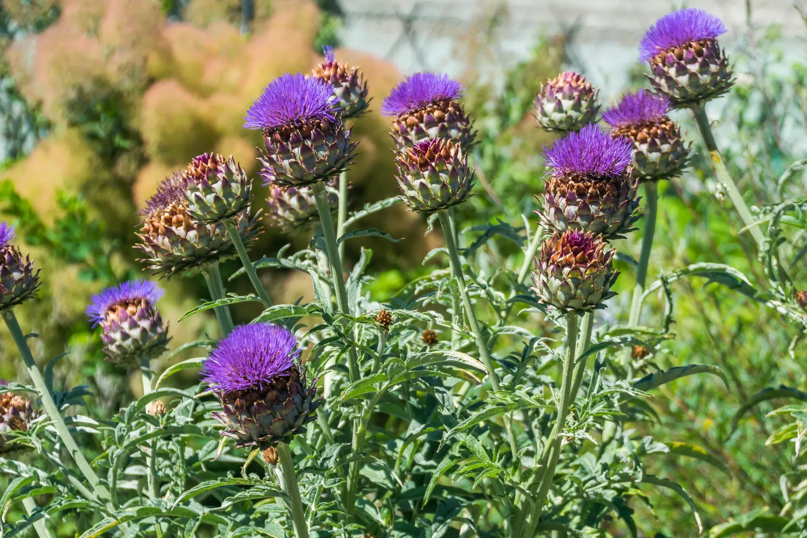 Artichoke (Cynara Scolymus) — it typically reaches a height of 3 to 4 feet with an equal spread; spanning up to 2 to 3 feet in length, image 96