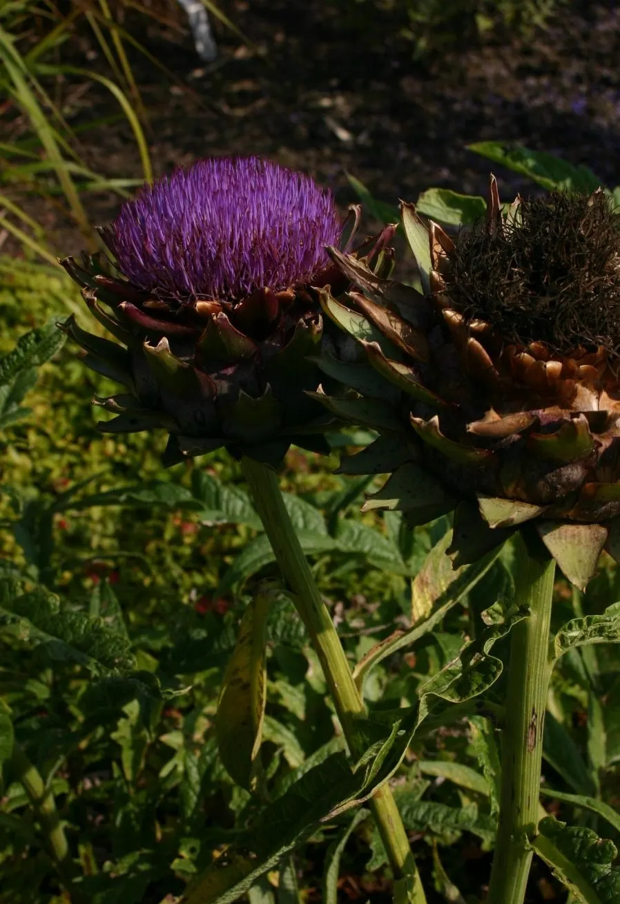 Artichoke (Cynara Scolymus) — is a perennial thistle originating from the Mediterranean; boasting a striking structure of up to 4 feet in height, image 73