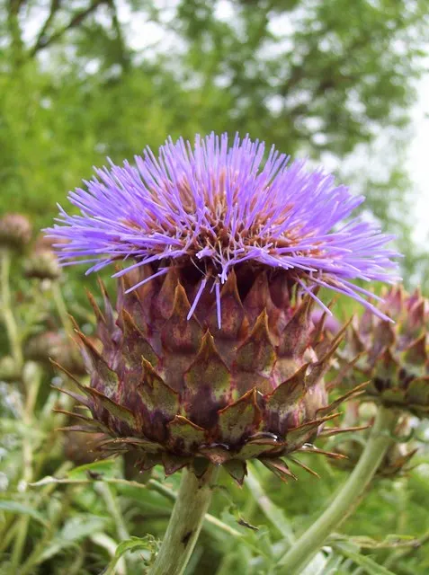 Artichoke (Cynara Scolymus) — Provide ample space to accommodate its growth for a dramatic, edible display in your garden design; with a, image 71