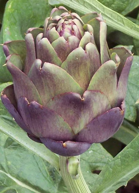 Artichoke (Cynara Scolymus) — The Artichoke's true highlight is its flower buds, from which the edible artichokes are derived; it typically reaches a height of