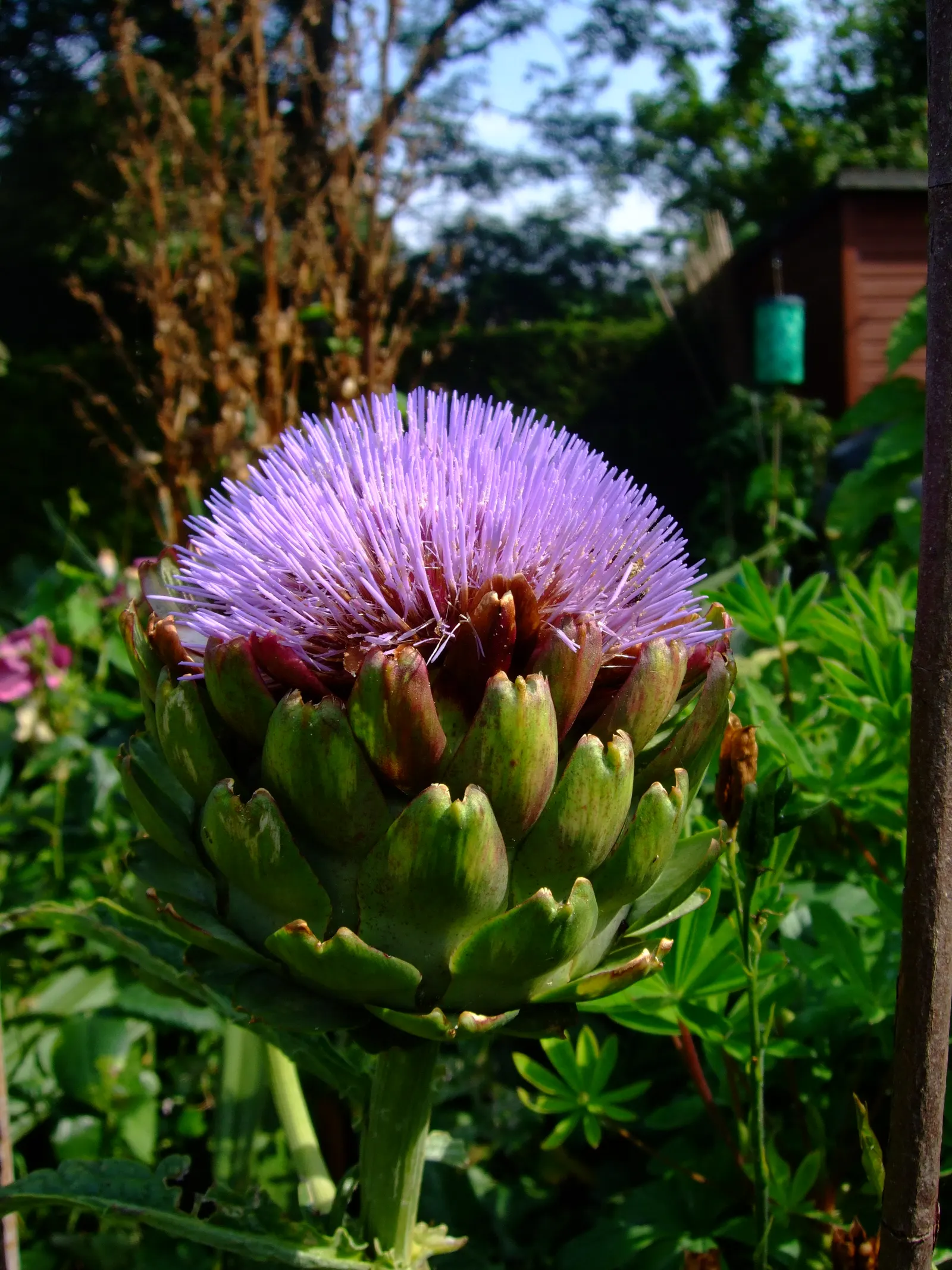 Artichoke (Cynara Scolymus) — perennial / vegetable with purple blooms; these buds are large, globular, and can measure up to 6 inches in diameter, with an