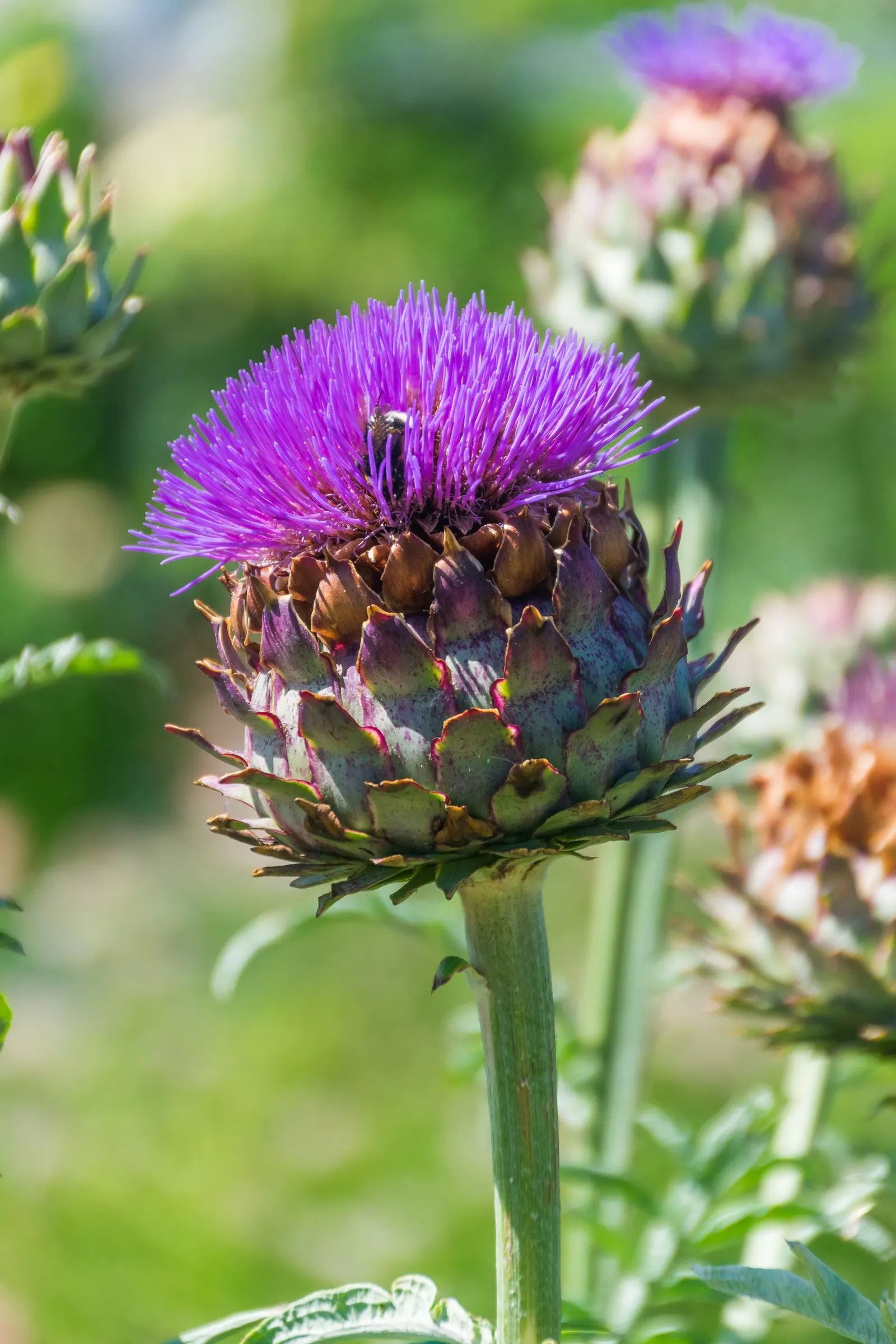 Artichoke (Cynara Scolymus) — These buds are large, globular, and can measure up to 6 inches in diameter, with an alluring purple tint; it is suited to USDA