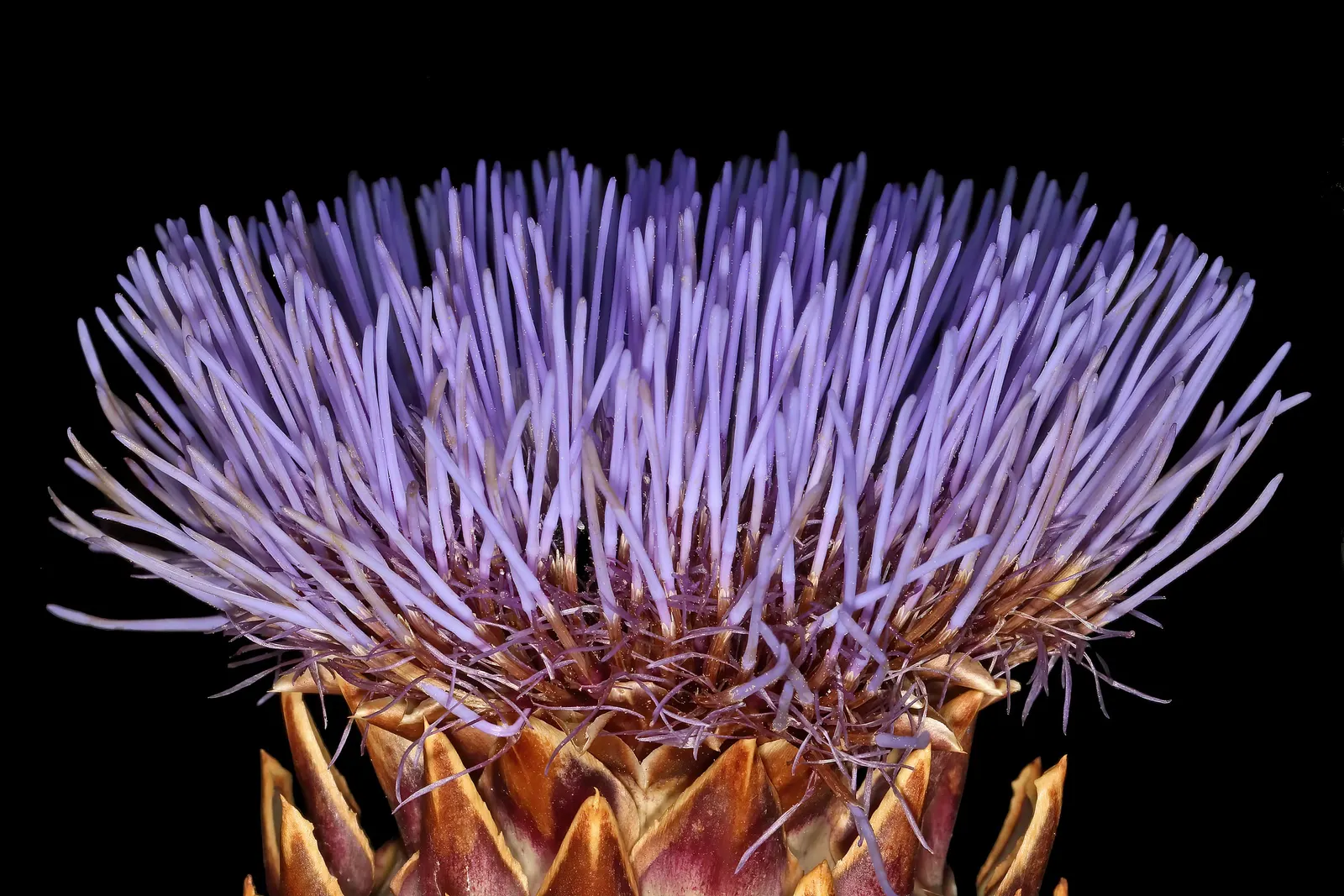 Artichoke (Cynara Scolymus) — This perennial presents bold, silvery-green foliage and grand thistle-like purple flowers